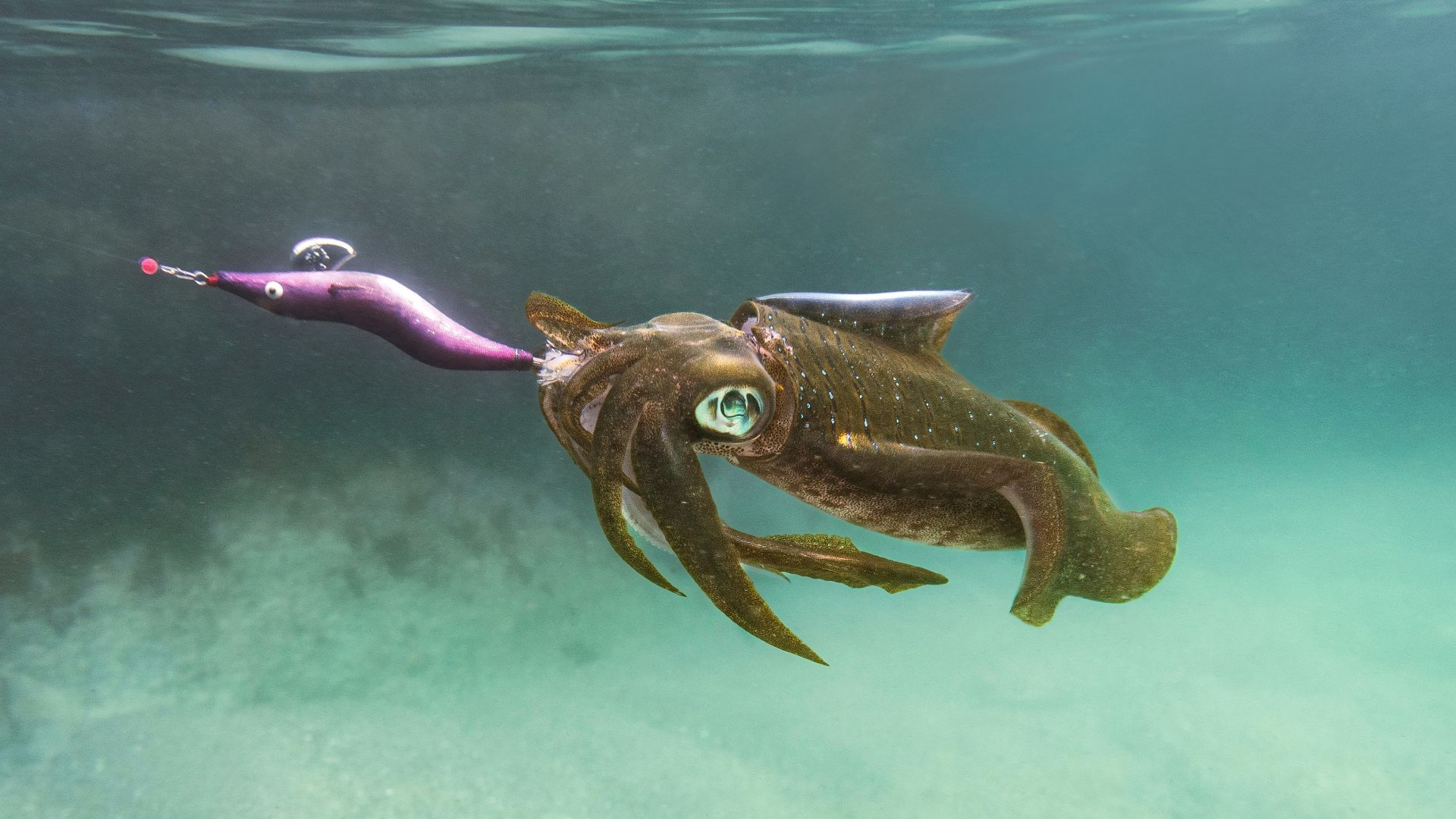 an octopus is holding a toy in its mouth