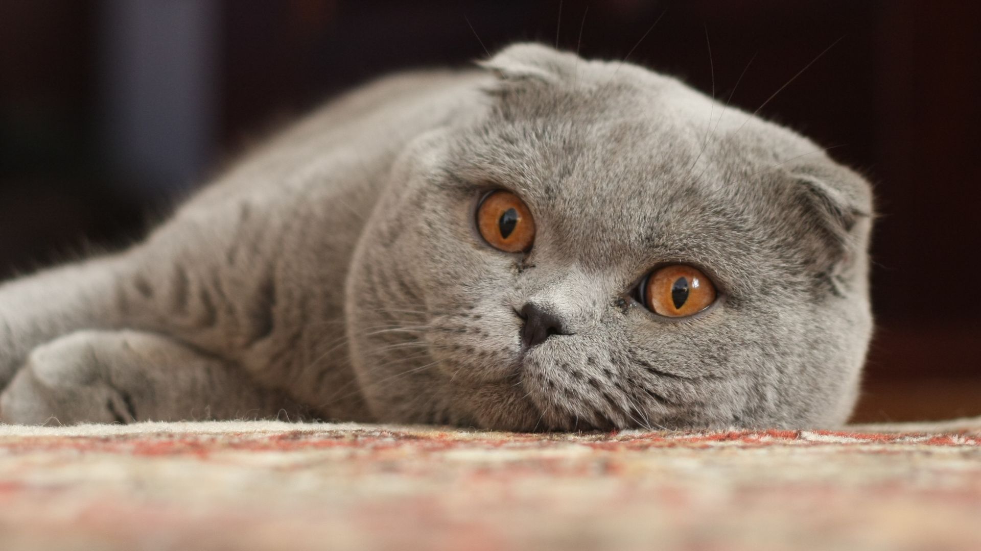 File:Adult Scottish Fold.jpg