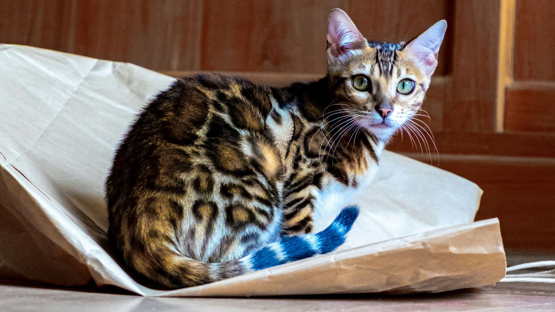 brown tabby cat on brown wooden table