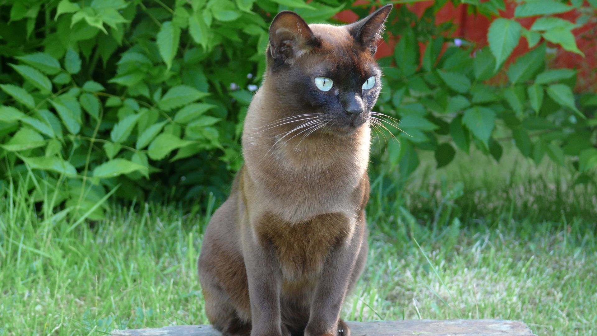 File:Burmeser-Donna Summer.JPG