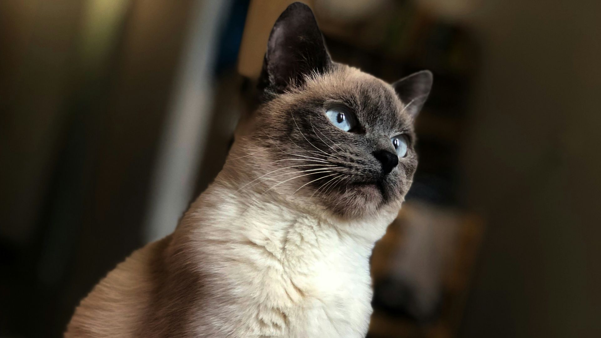 selective focus of Siamese cat
