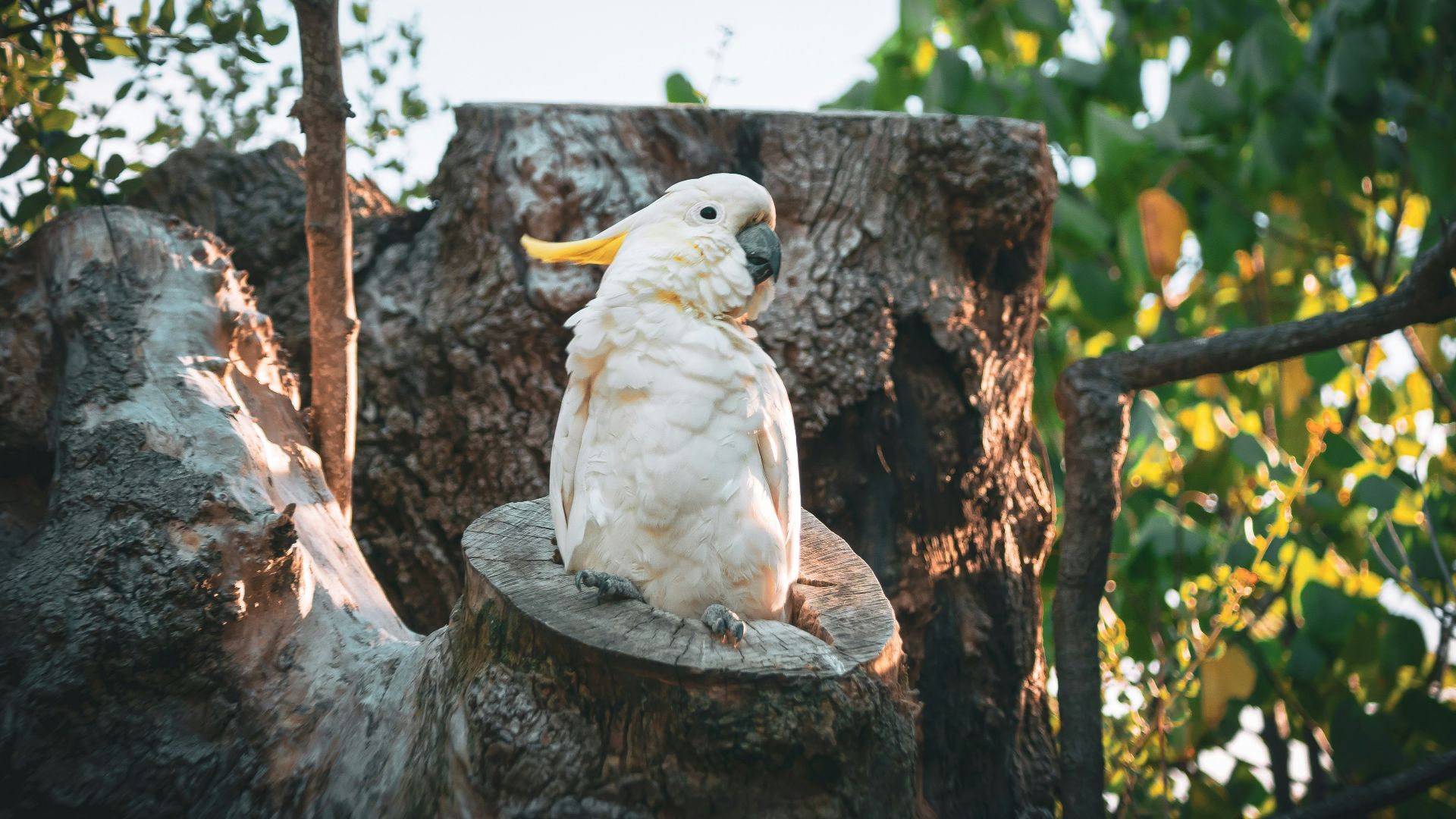 a bird sitting on a tree