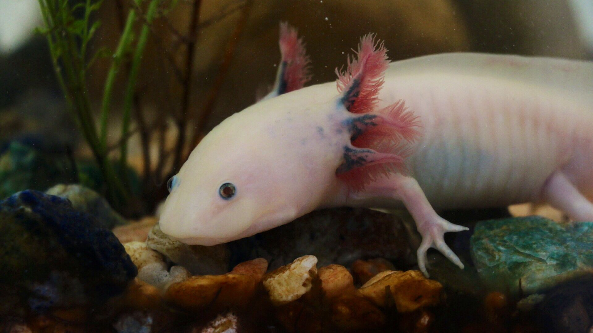 File:Axolotl ambystoma mexicanum anfibio ASAG.jpg