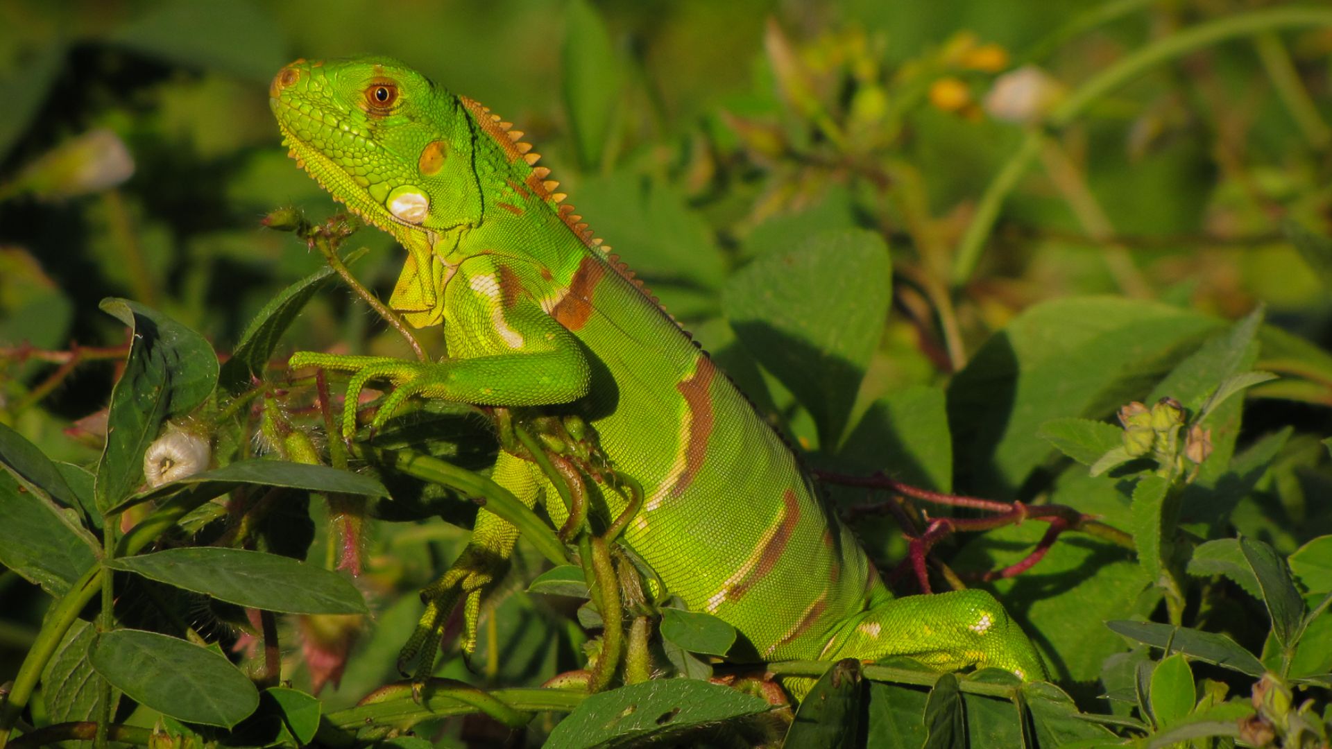 File:Calango em Brejo da Madre de Deus.jpg