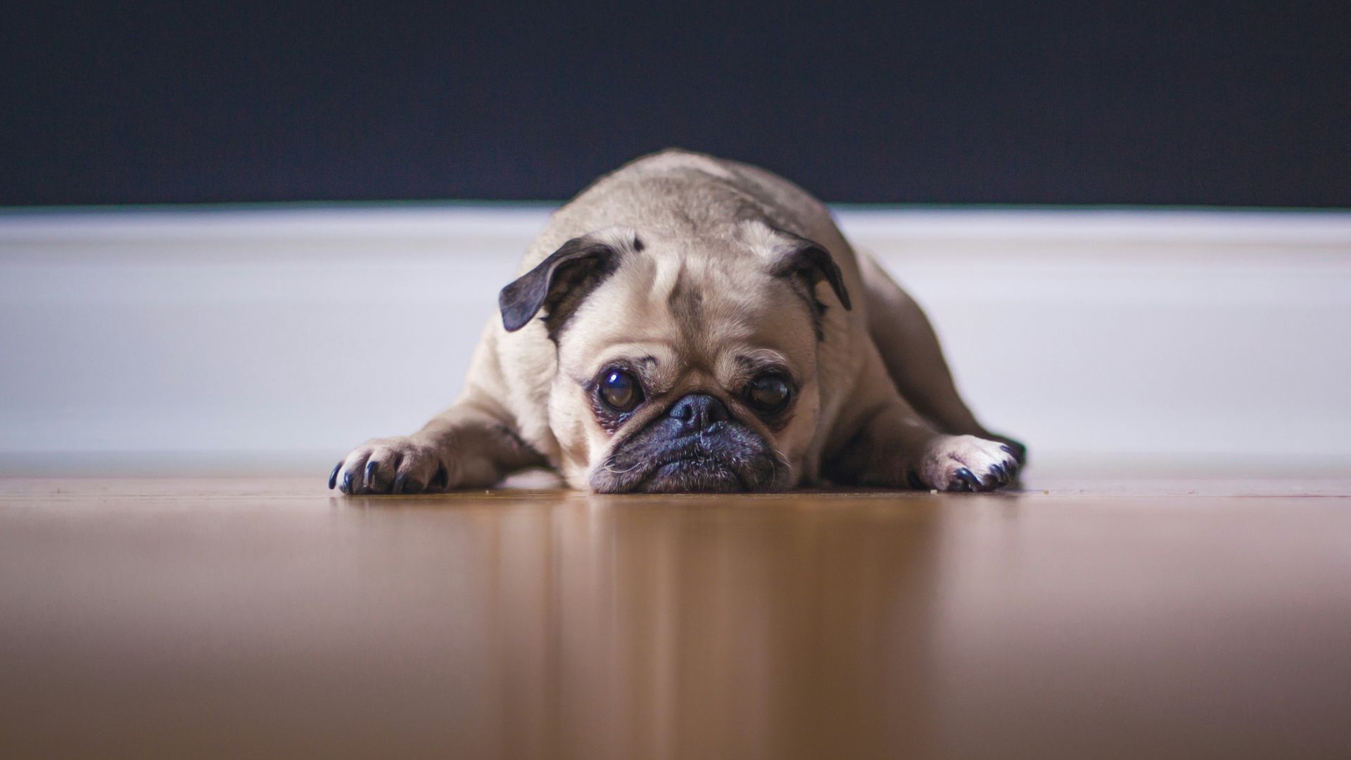 fawn pug lying on floor
