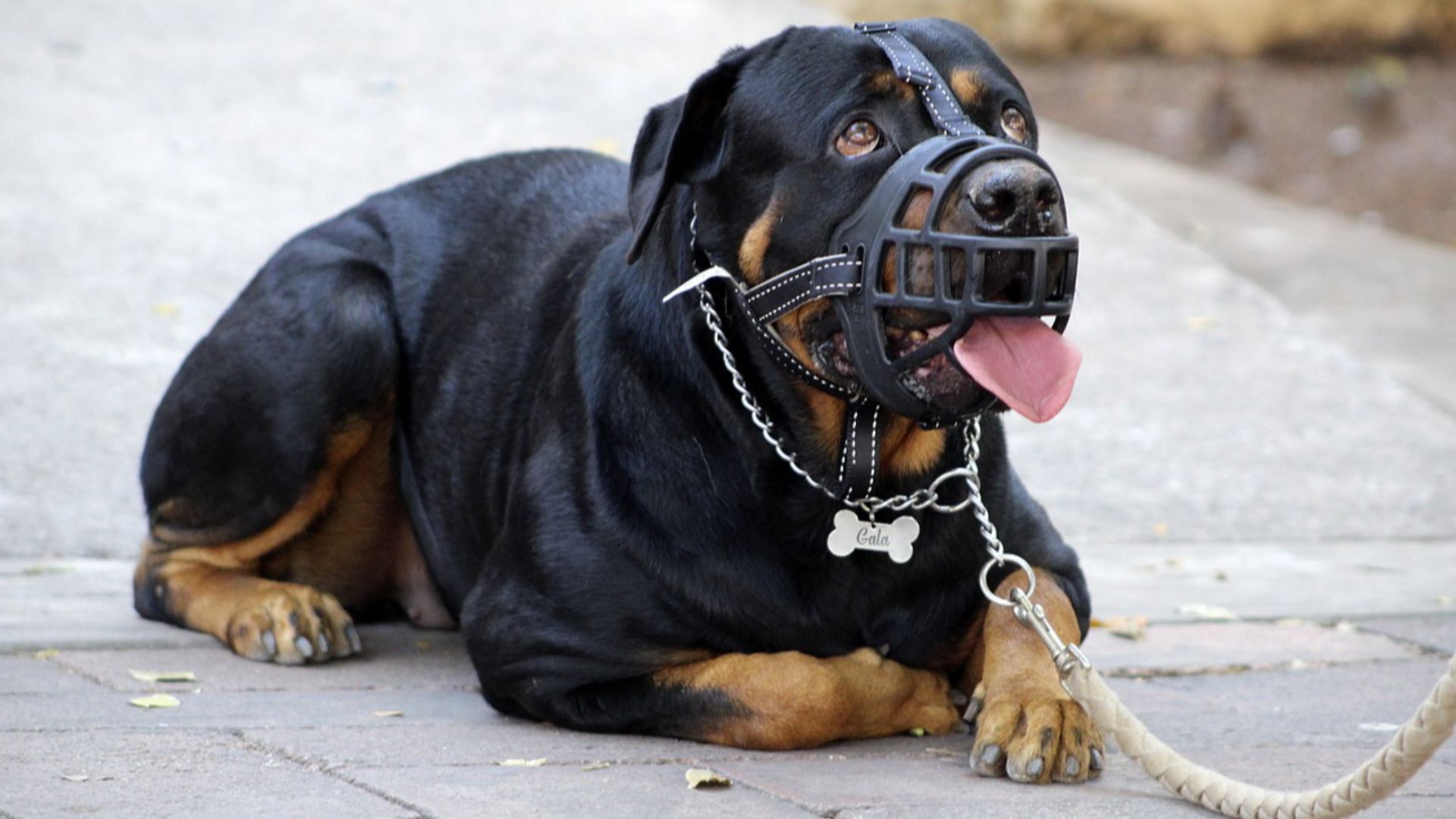 andrescarlofotografia