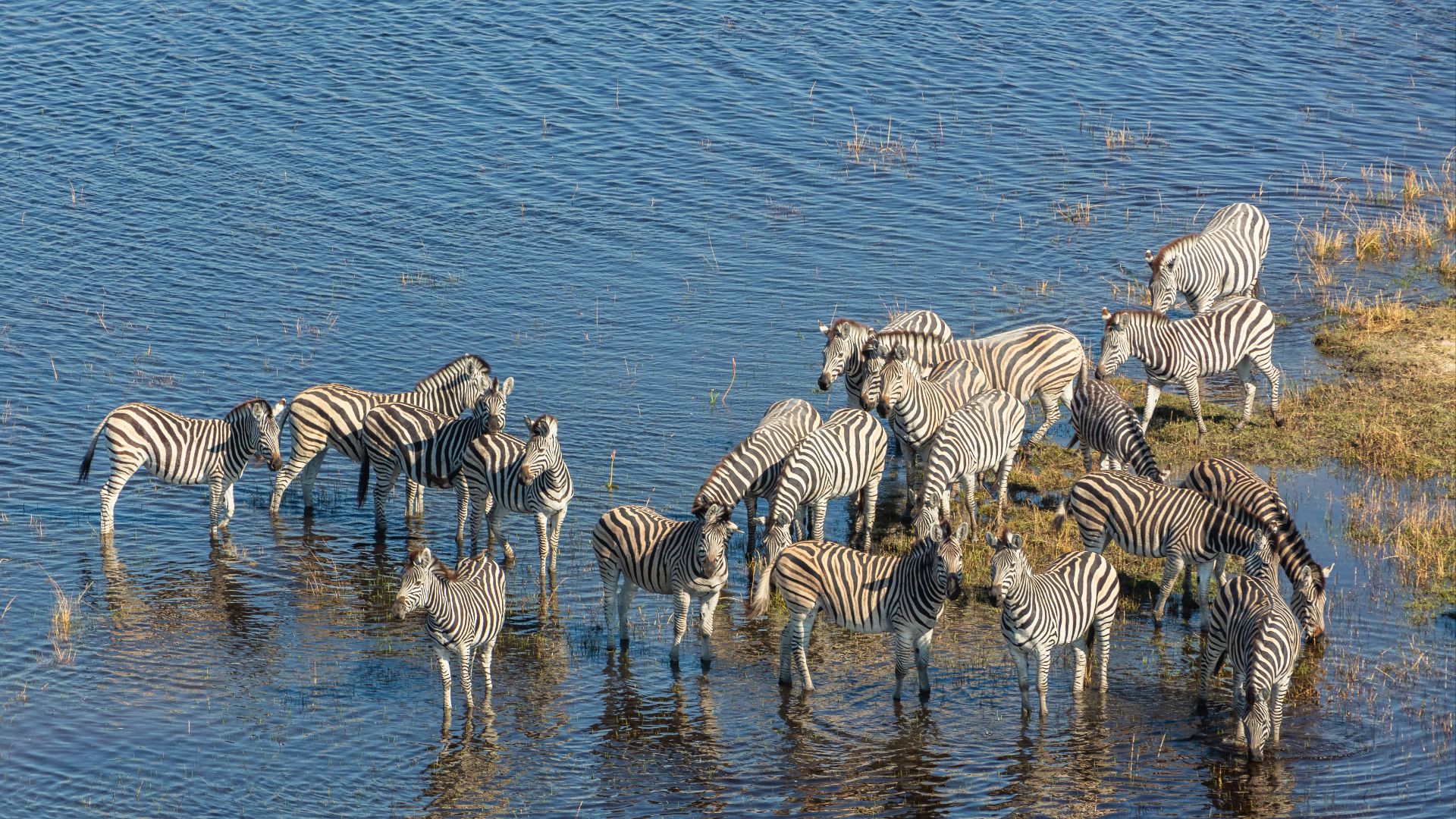 File:Cebras de Burchell (Equus quagga burchellii), vista aérea del delta del Okavango, Botsuana, 2018-08-01, DD 30.jpg