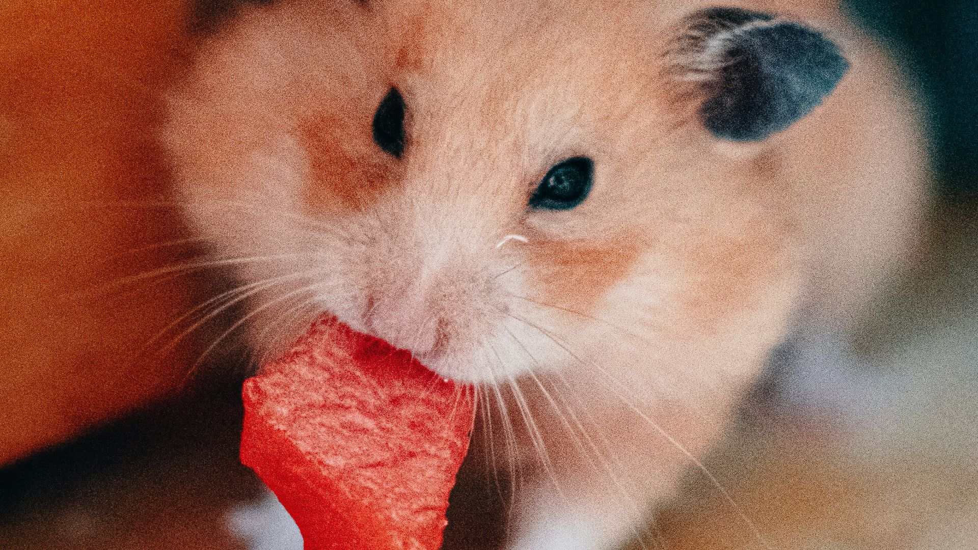 a hamster eating a piece of food