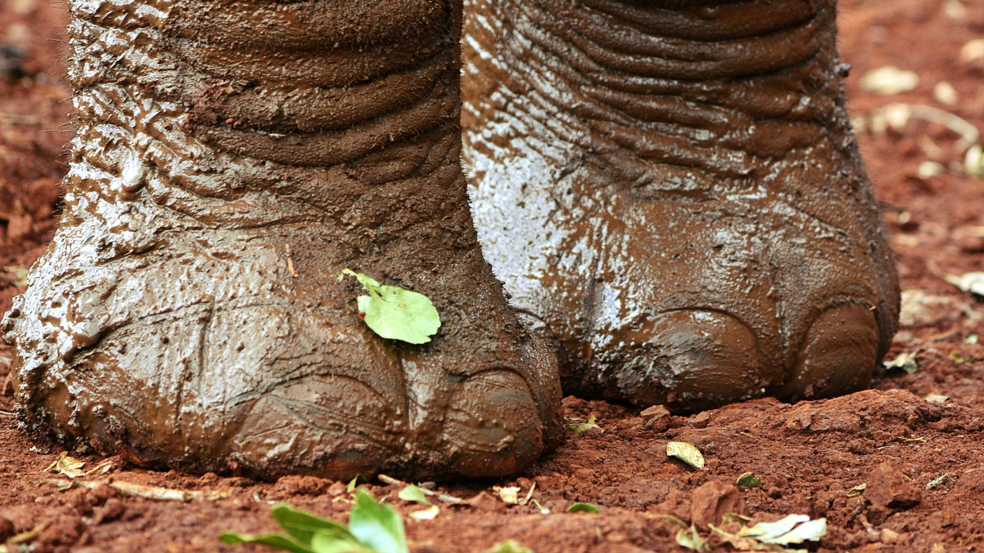 brown elephant lying on ground