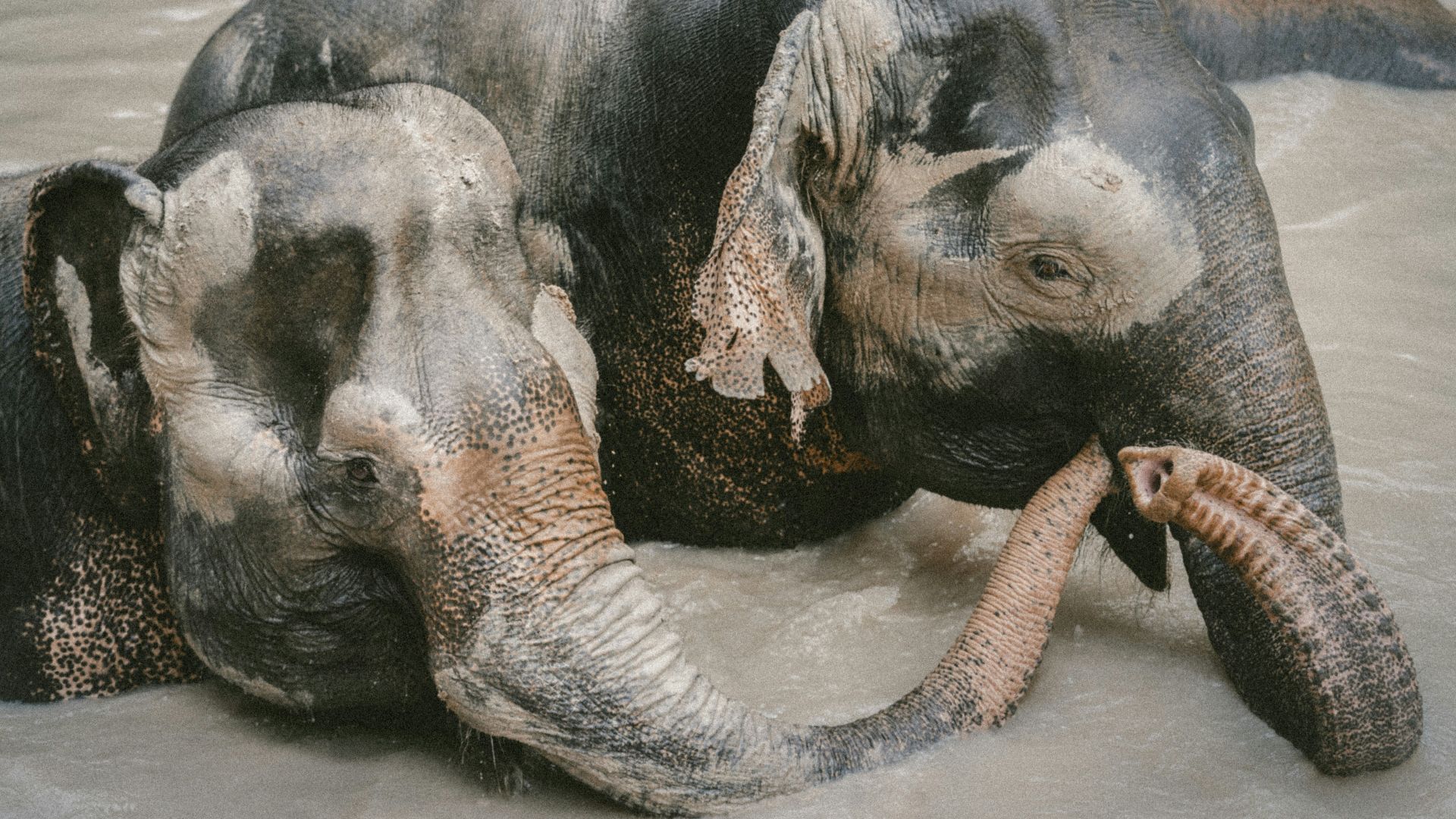 two elephant on body of water