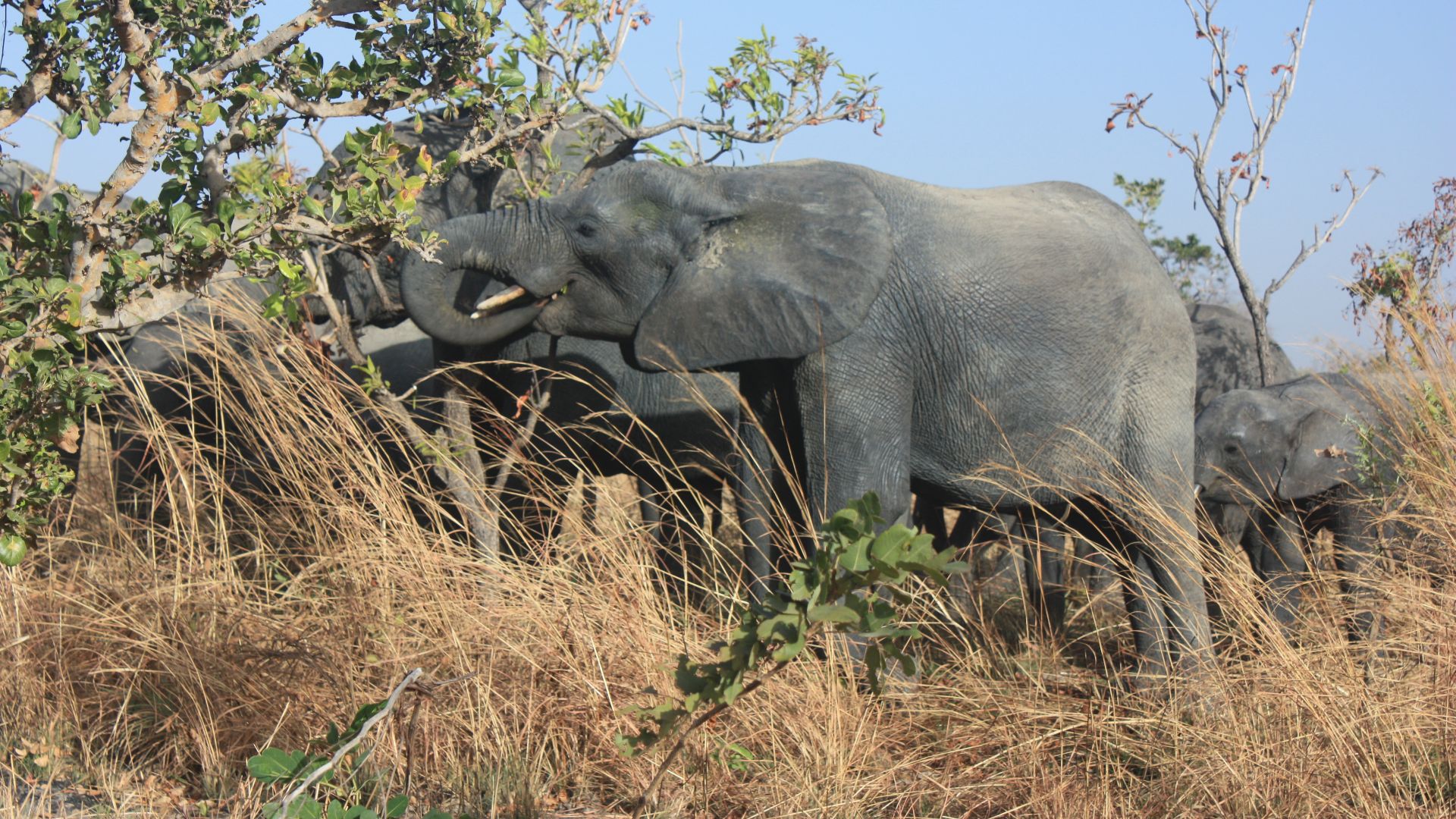 File:Elephant eating Shea MS5162.JPG