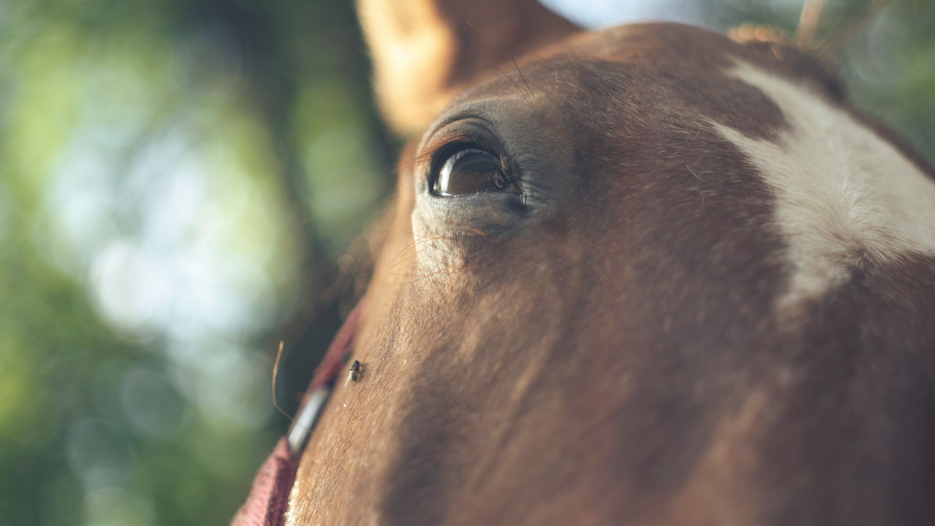 a close up of a horse's face with trees in the background