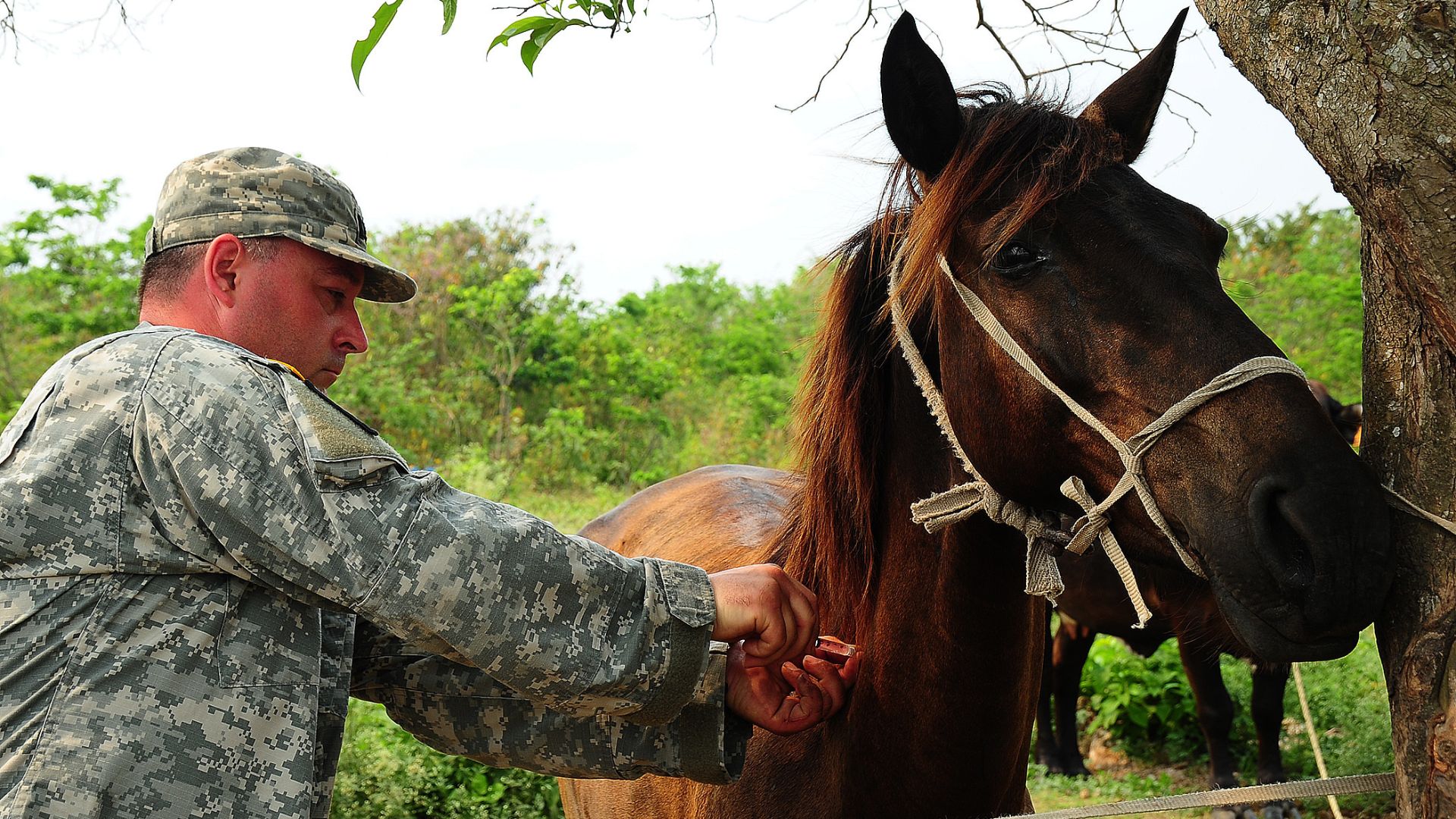 File:Veterinary readiness training exercise in San Jose 130419-F-HS649-447.jpg