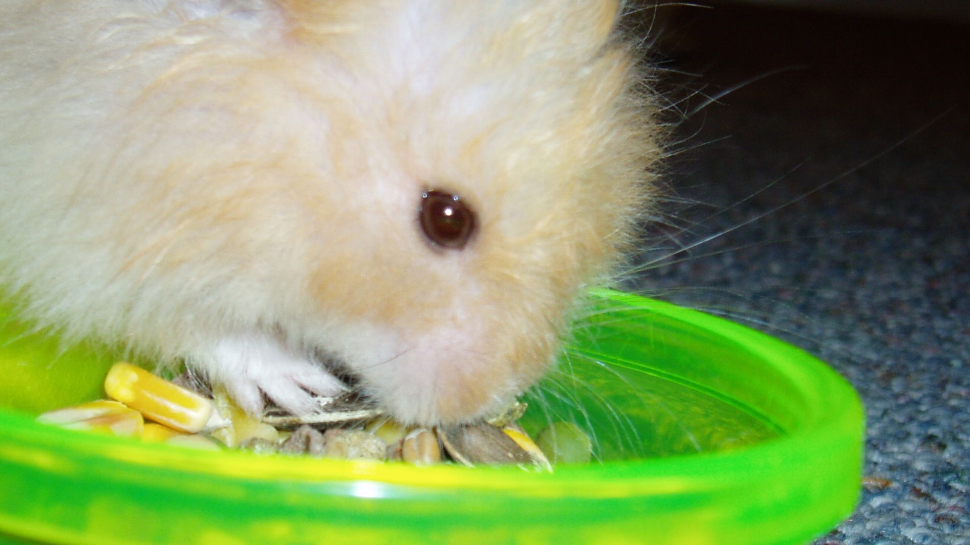 File:Hamster eating food.JPG