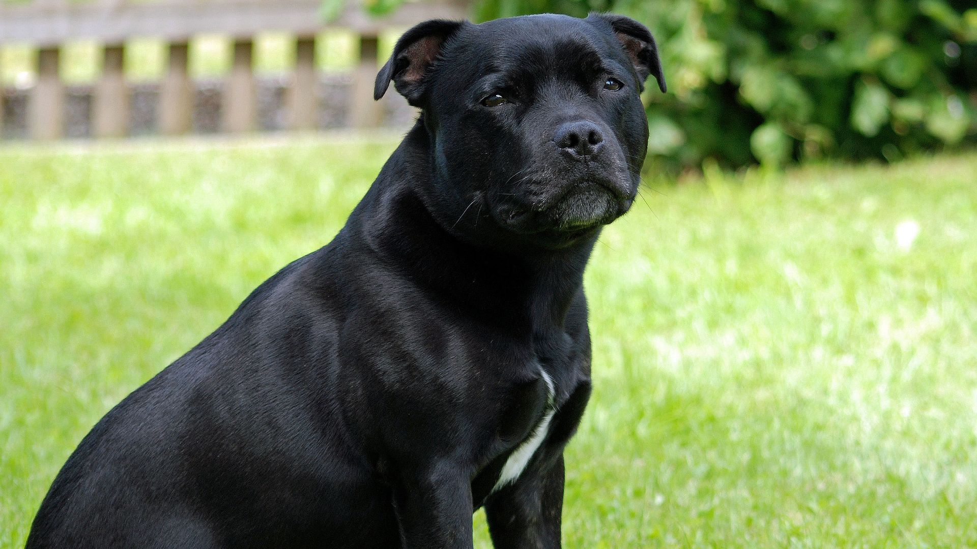 File:Staffordshire-bull-terrier-black-2836990.jpg