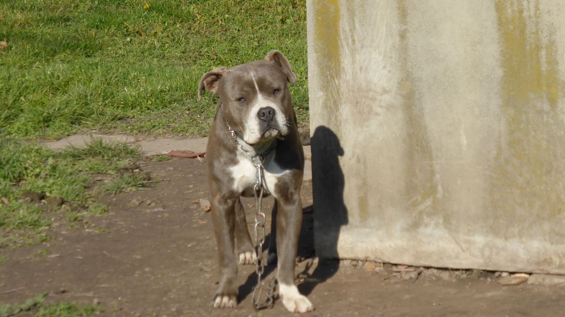 File:American bulldog