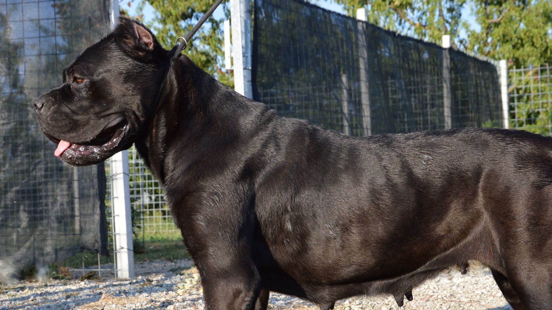 File:Anita Cane Corso Italiano allevato in Italia.jpg