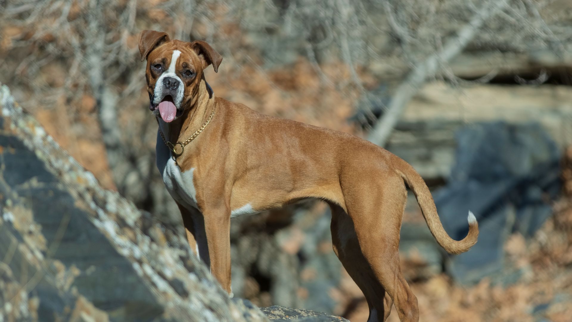 File:Boxer (dog) , Iran 08.jpg