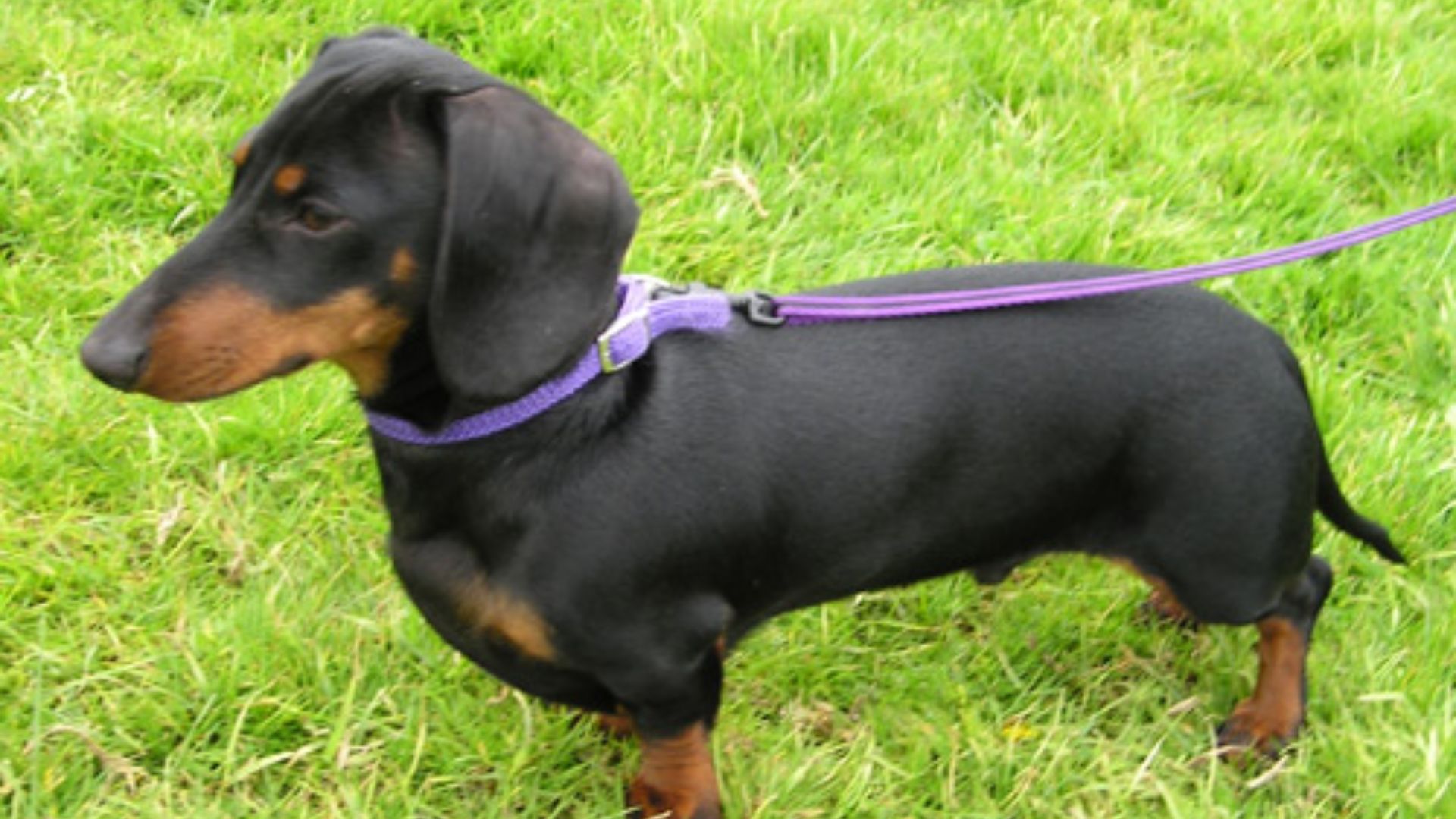 File:MiniDachshund1 wb.jpg