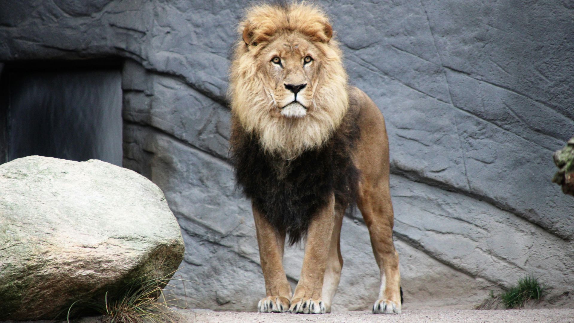brown lion