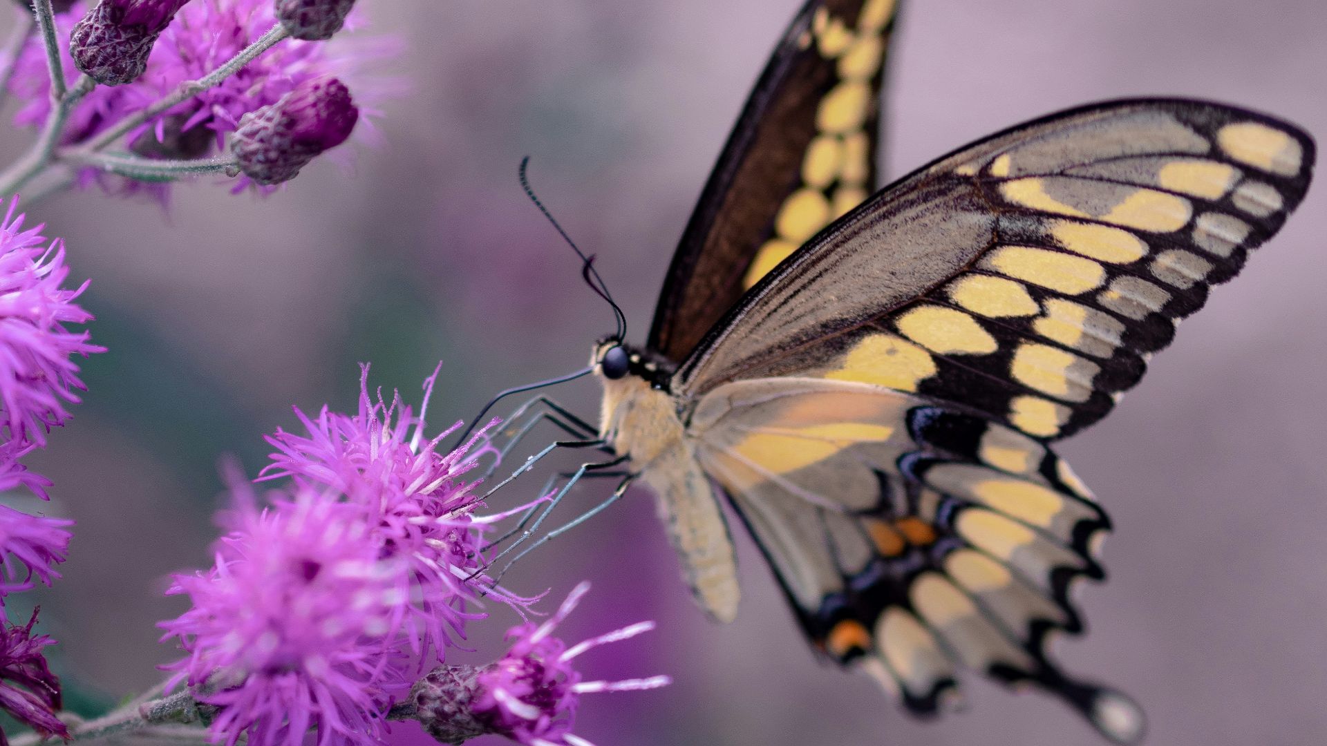 shallow focus photography of yellow and black butterfly
