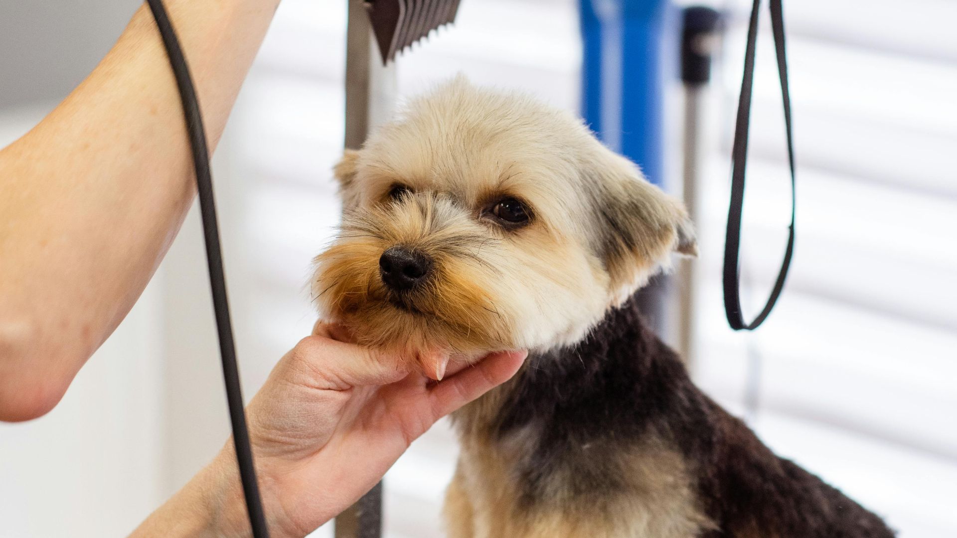 Goochie Poochie Grooming