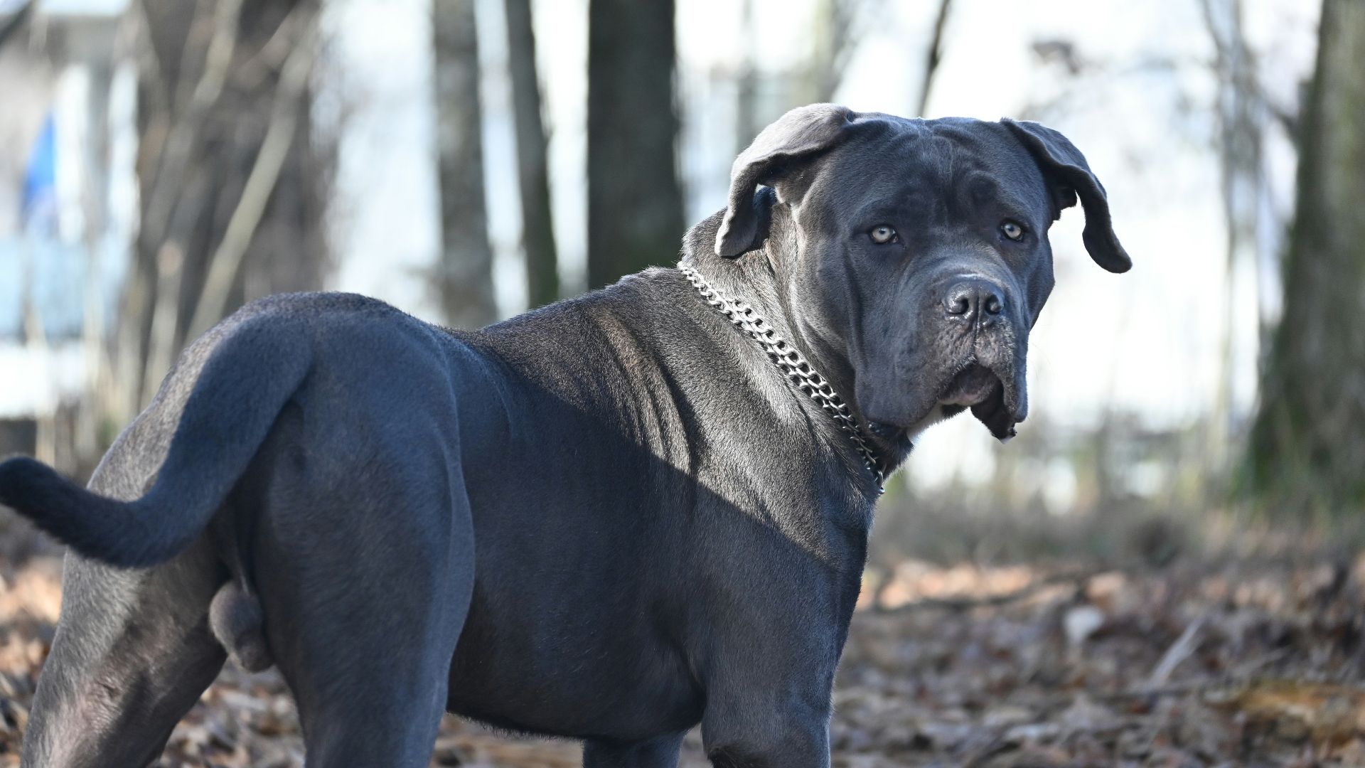 a large black dog standing on top of a leaf covered ground