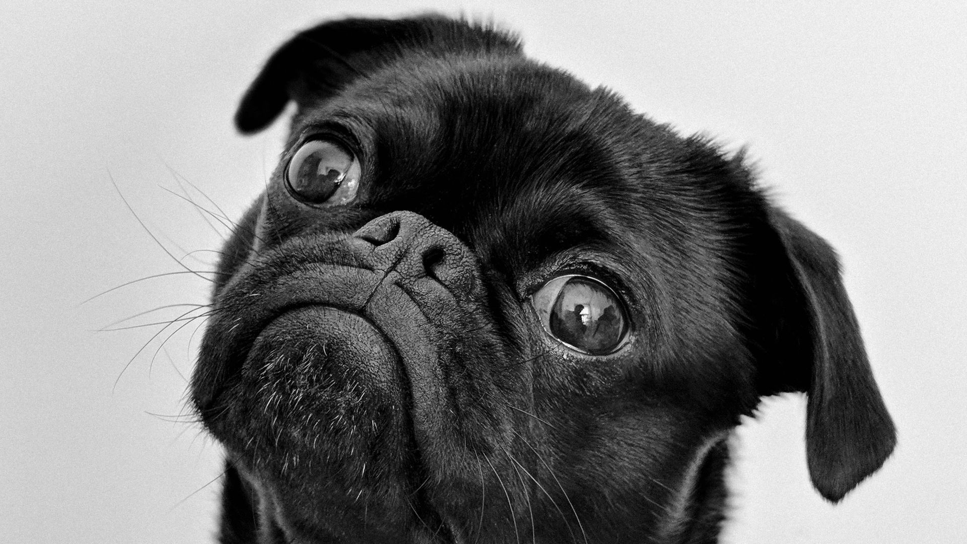 a small black dog looking up at the camera