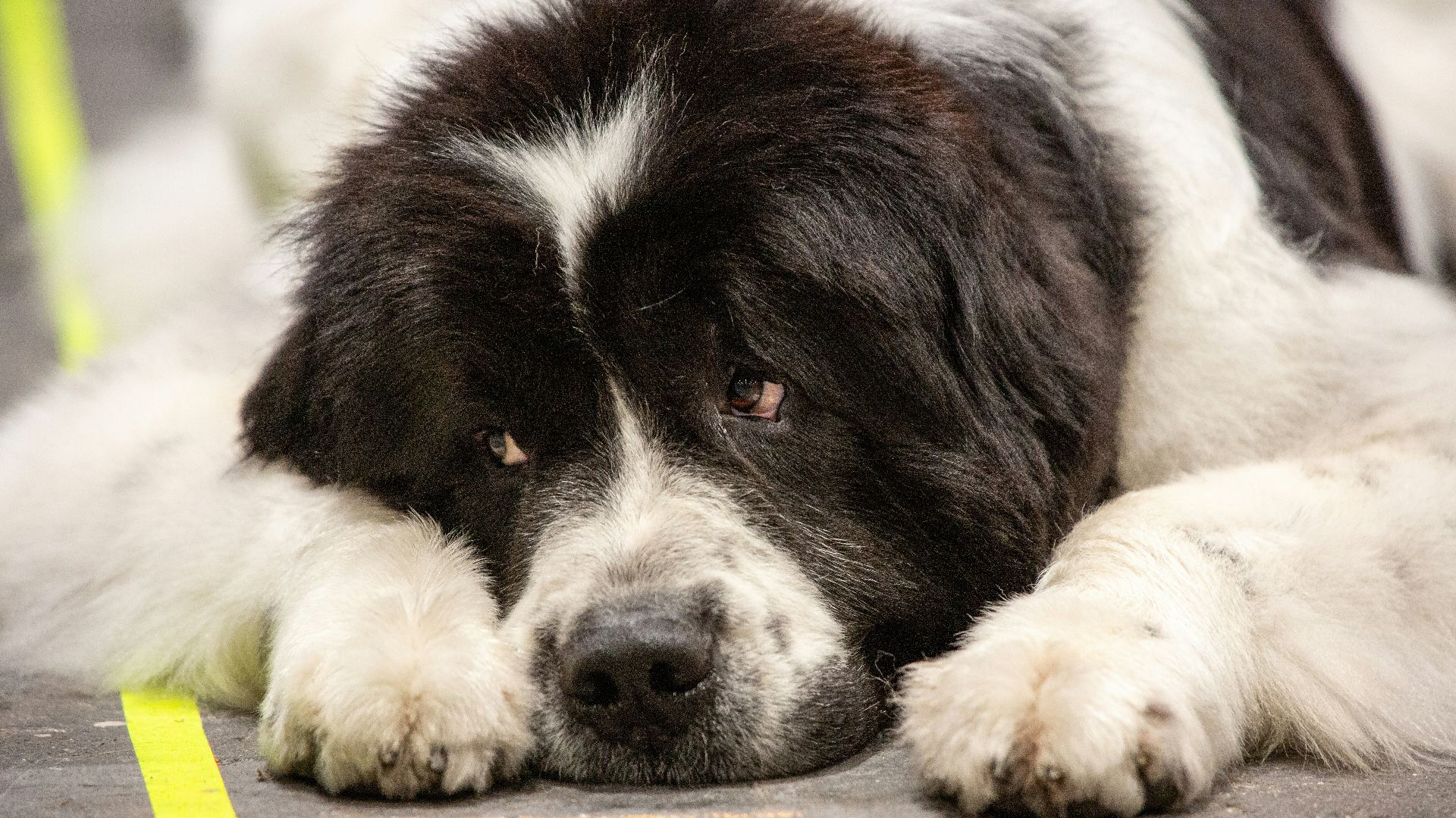 a close up of a dog laying on the ground