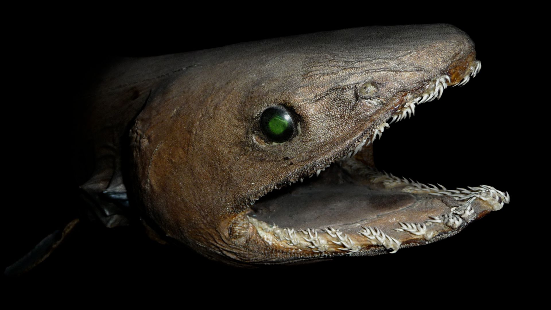 File:Chlamydoselachus anguineus head.jpg