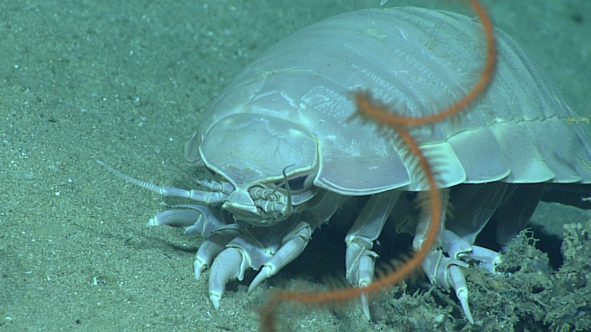 File:Bathynomus giganteus hi-res.jpg