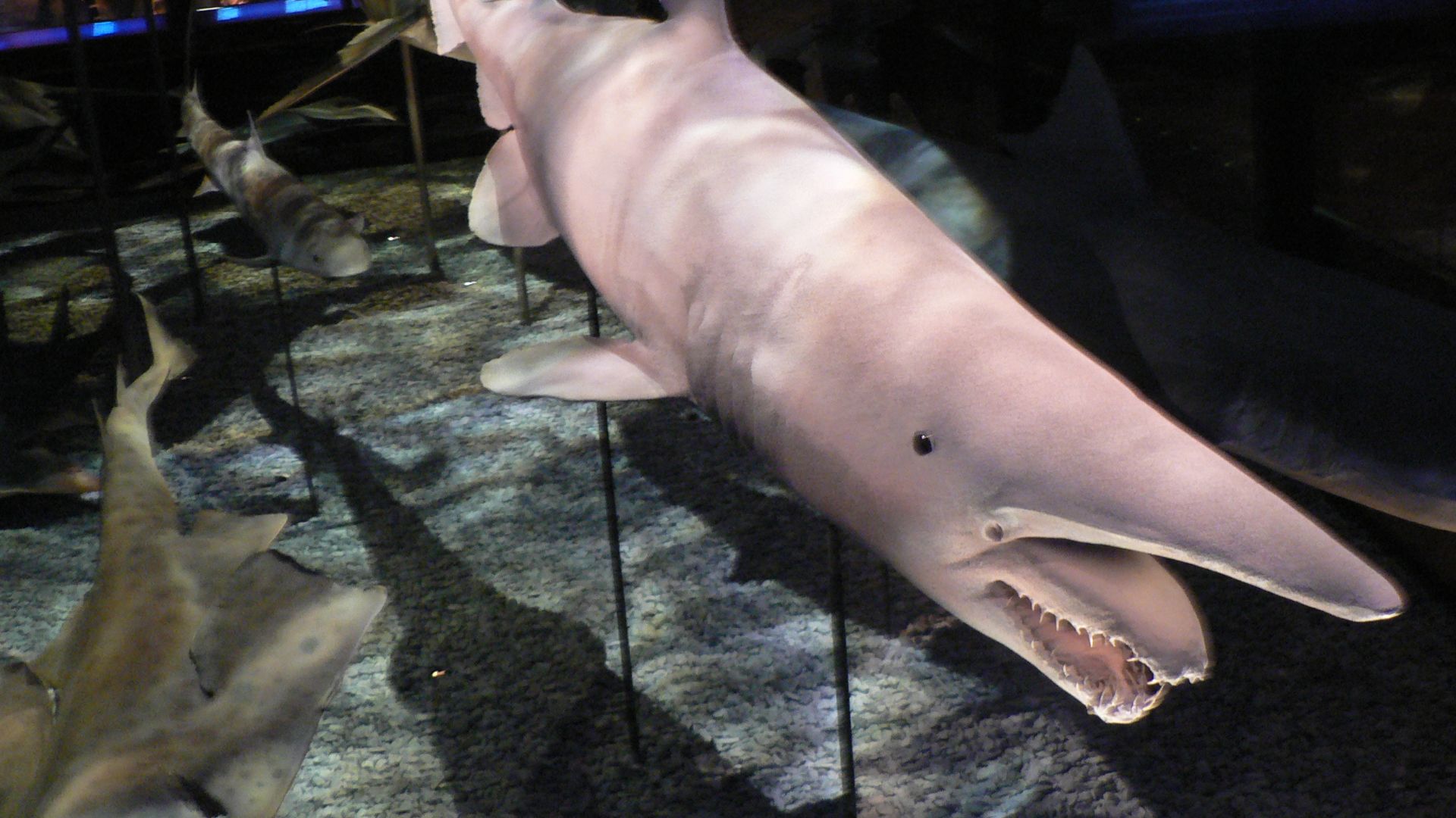 File:Mitsukurina owstoni, Pengo.jpg