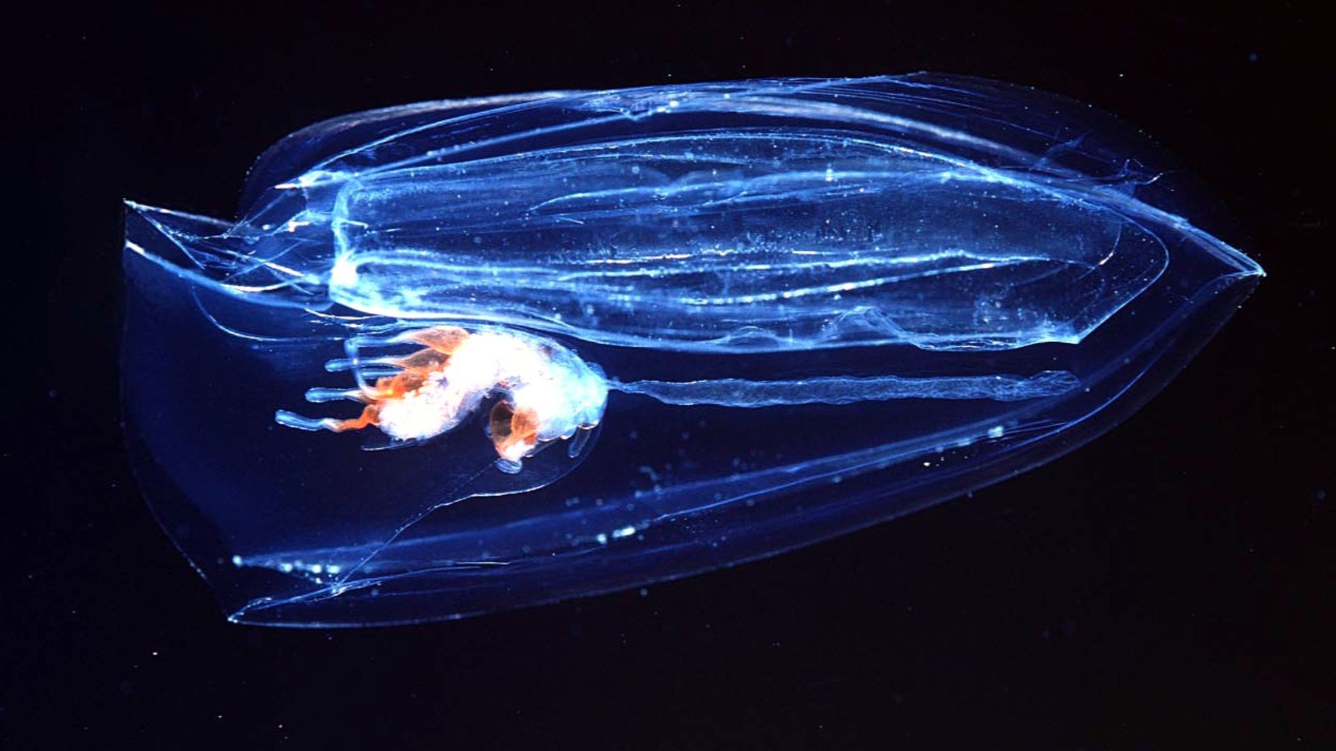 File:Ctenophora edited.jpg