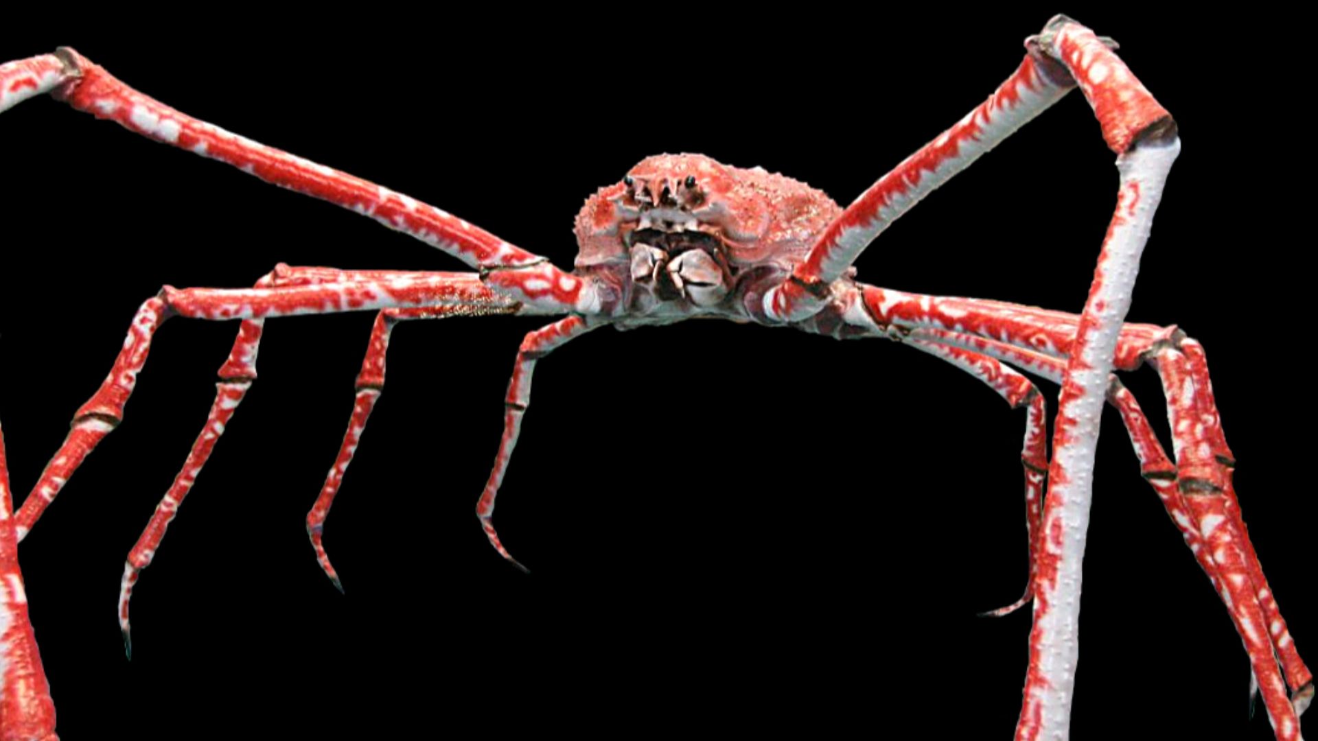 File:Macrocheira kaempferi.jpg