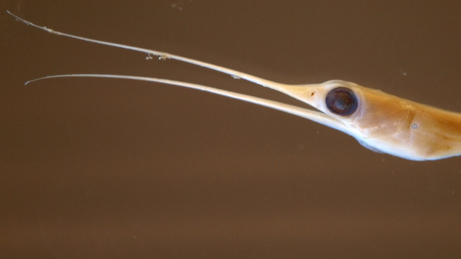 File:シギウナギ（鴫鰻、tlantic snipe eel, slender snipe eel） Nemichthys scolopaceus 2.jpg