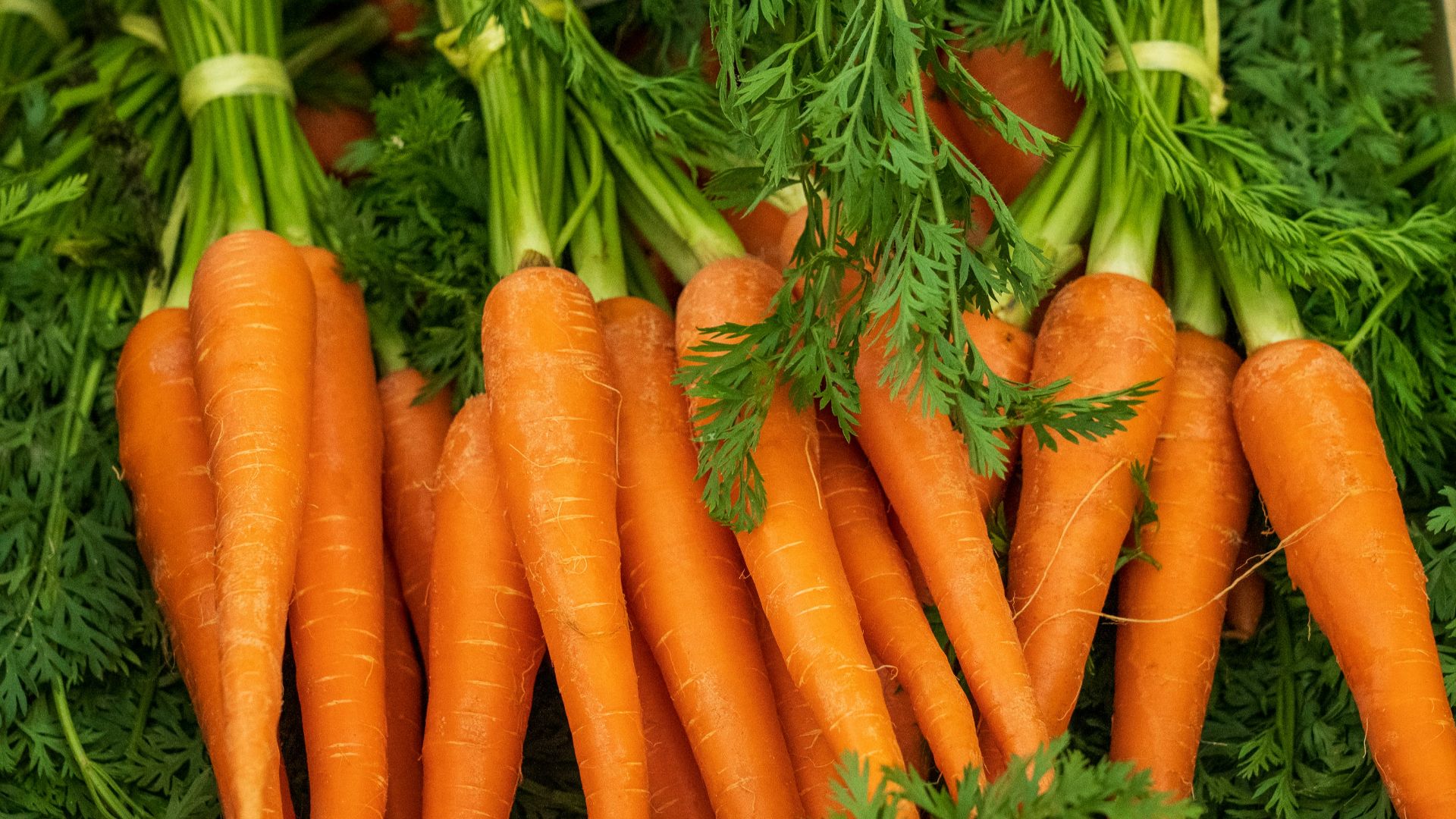 a pile of carrots with green tops and leaves
