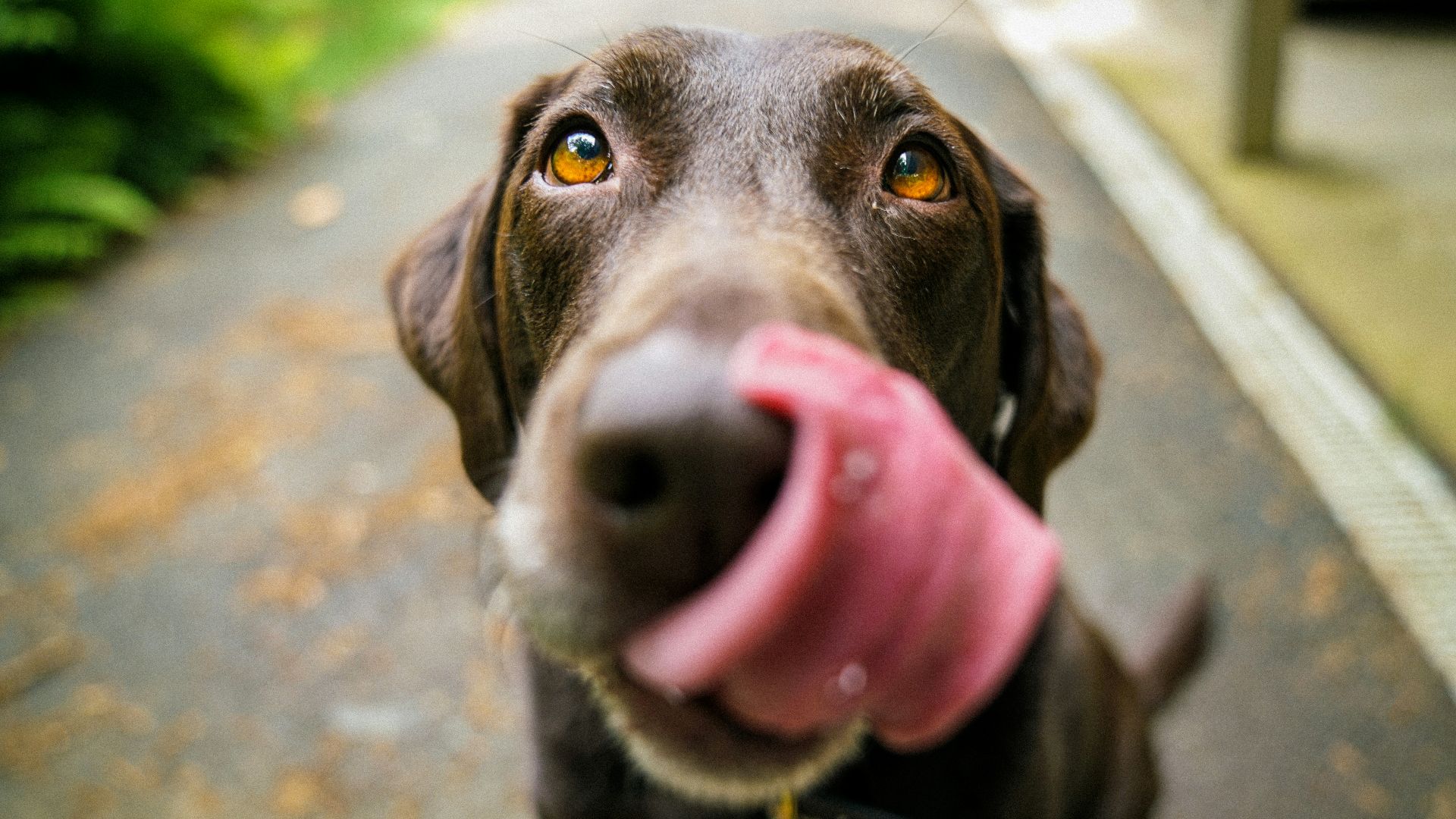 adult chocolate Labrador retriever