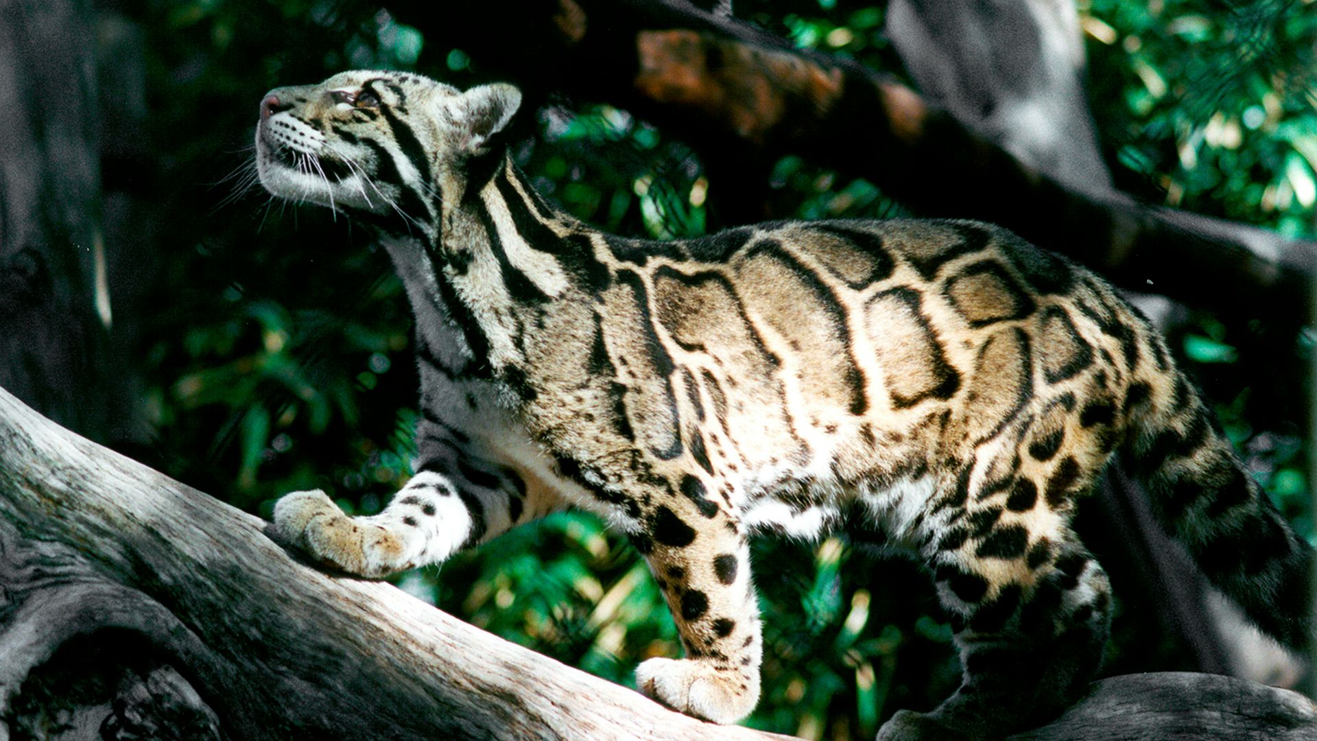 brown and black leopard on brown wooden log