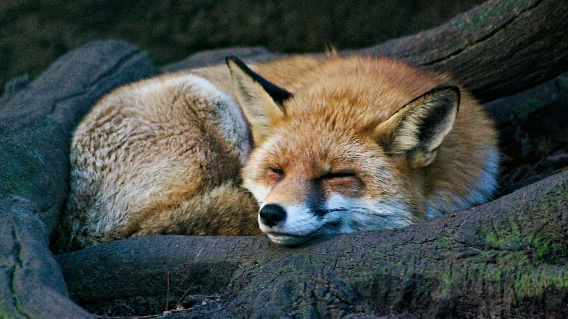 brown fox lying on black rock