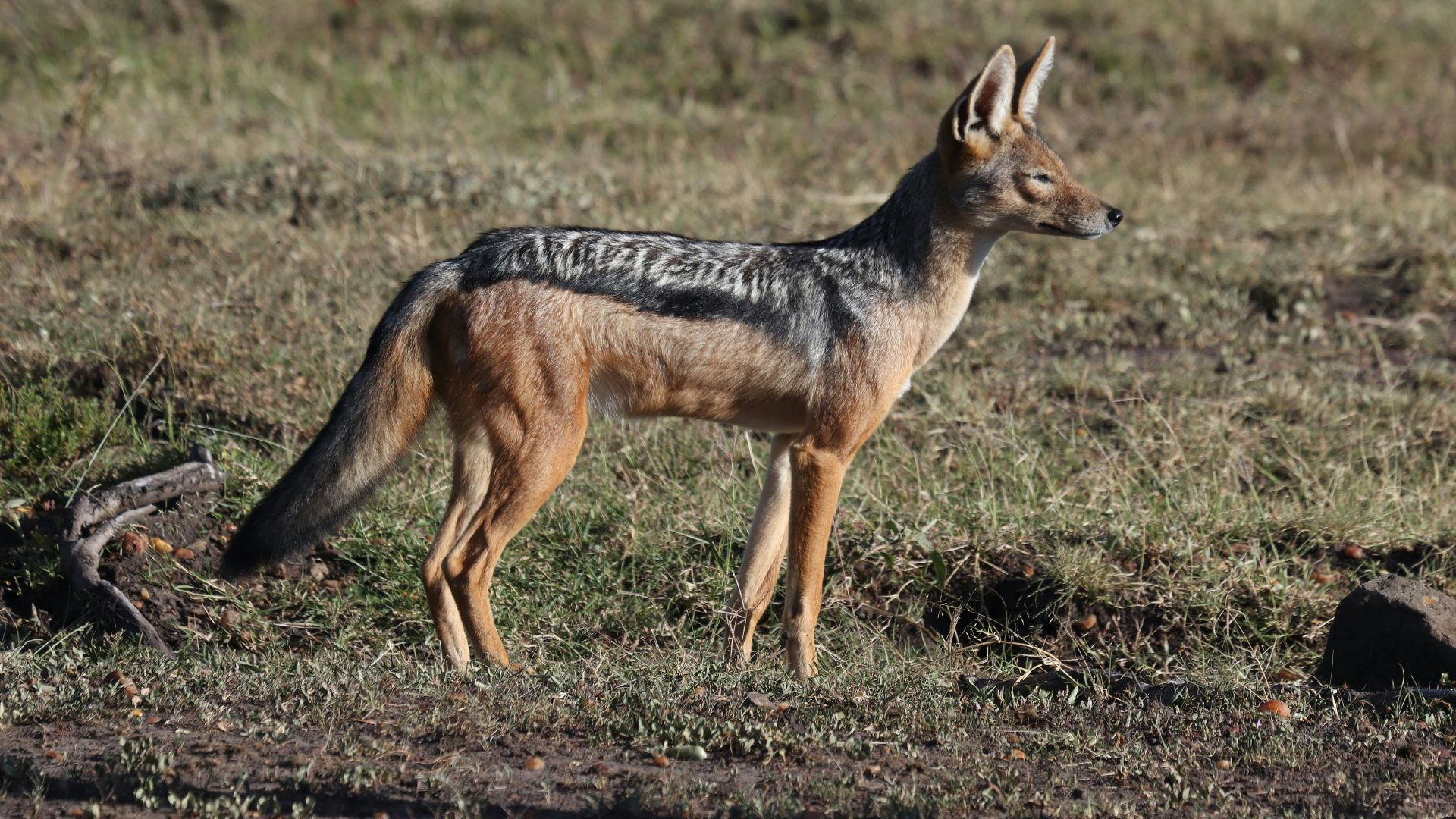 brown and black fox walking on brown grass field during daytime