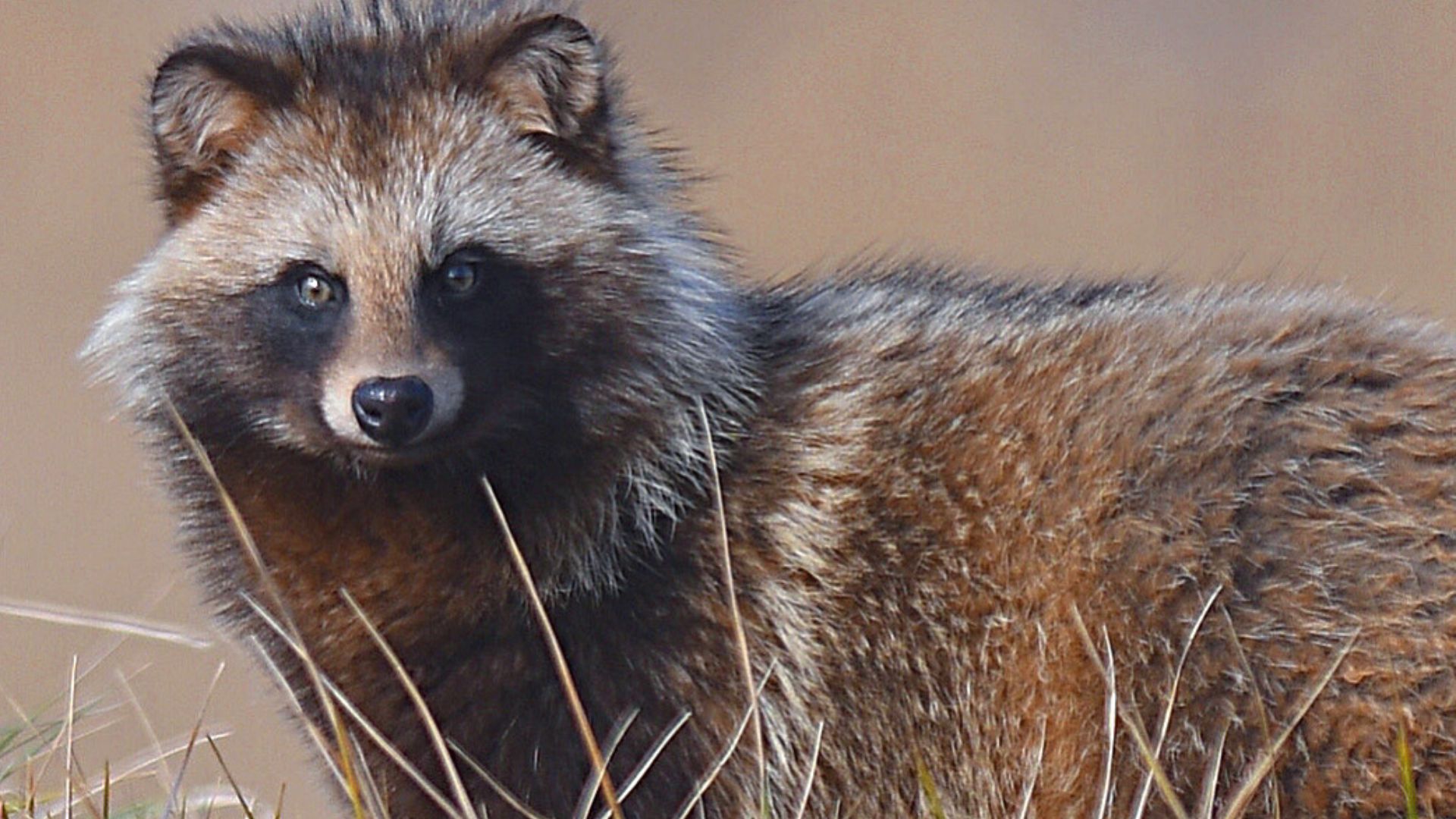 File:Japanese Raccoon Dog(Nyctereutes viverrinus)ホンドタヌキ.jpg