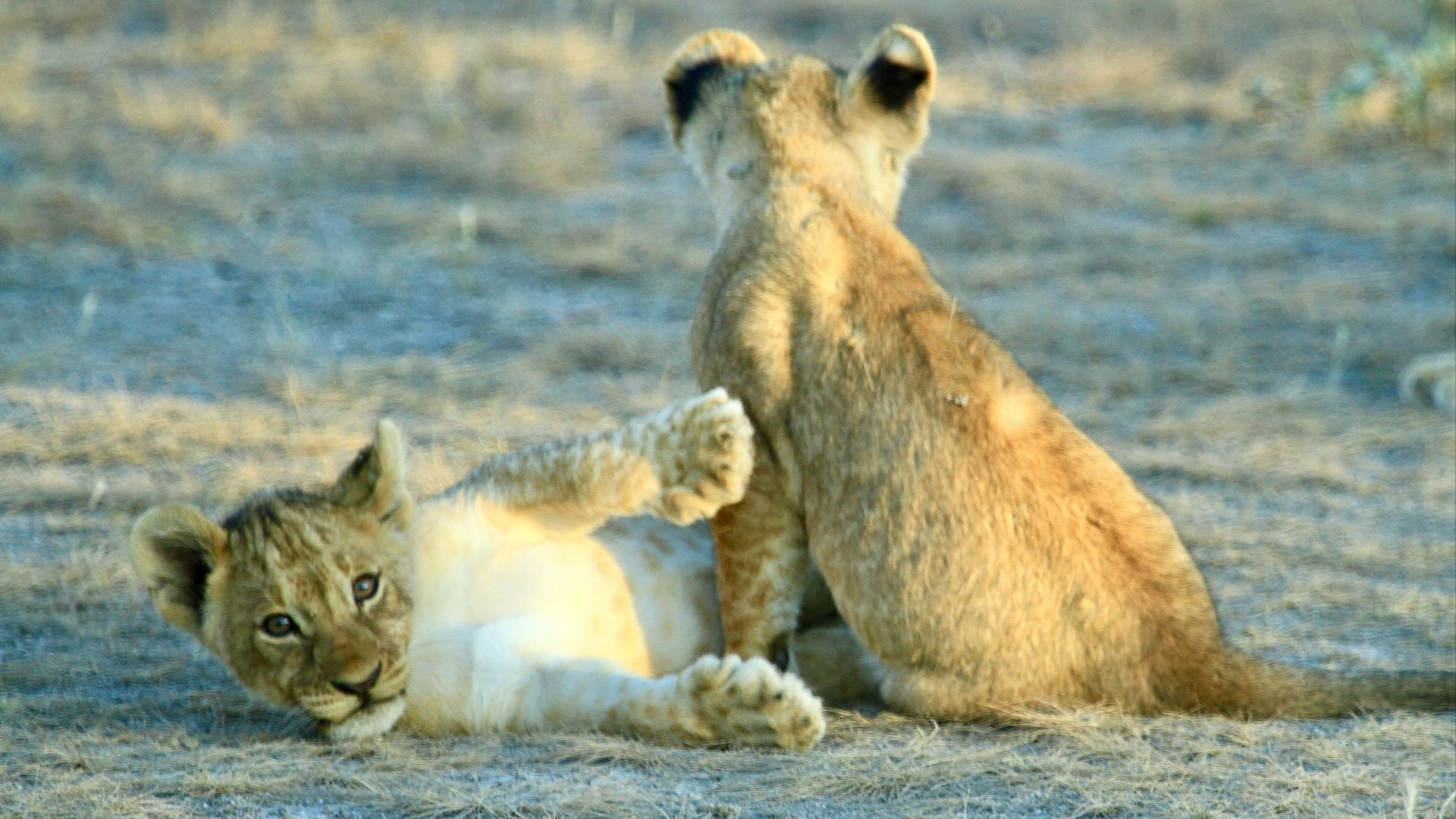 brown and black lion cub on brown field during daytime