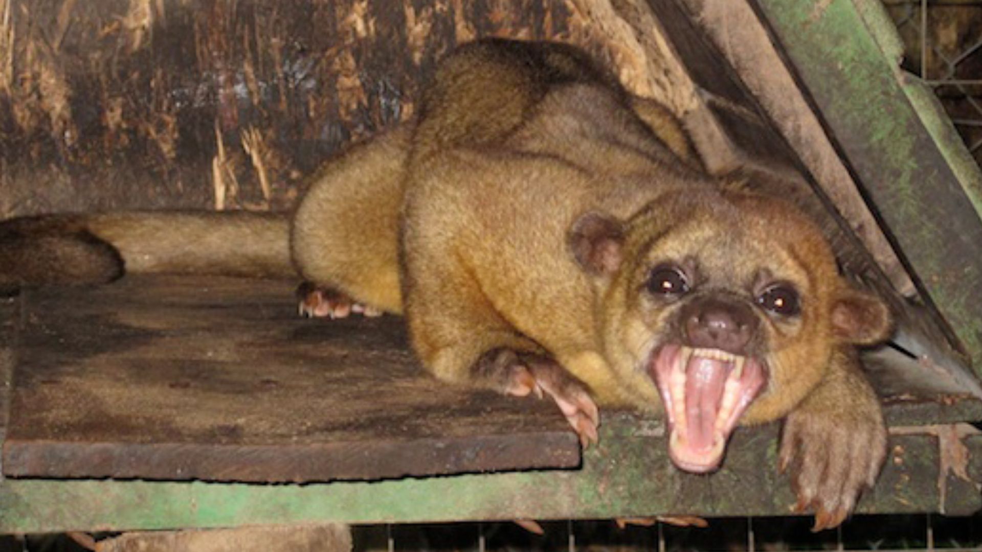File:Yawning kinkajou-2.jpg - Wikimedia Commons
