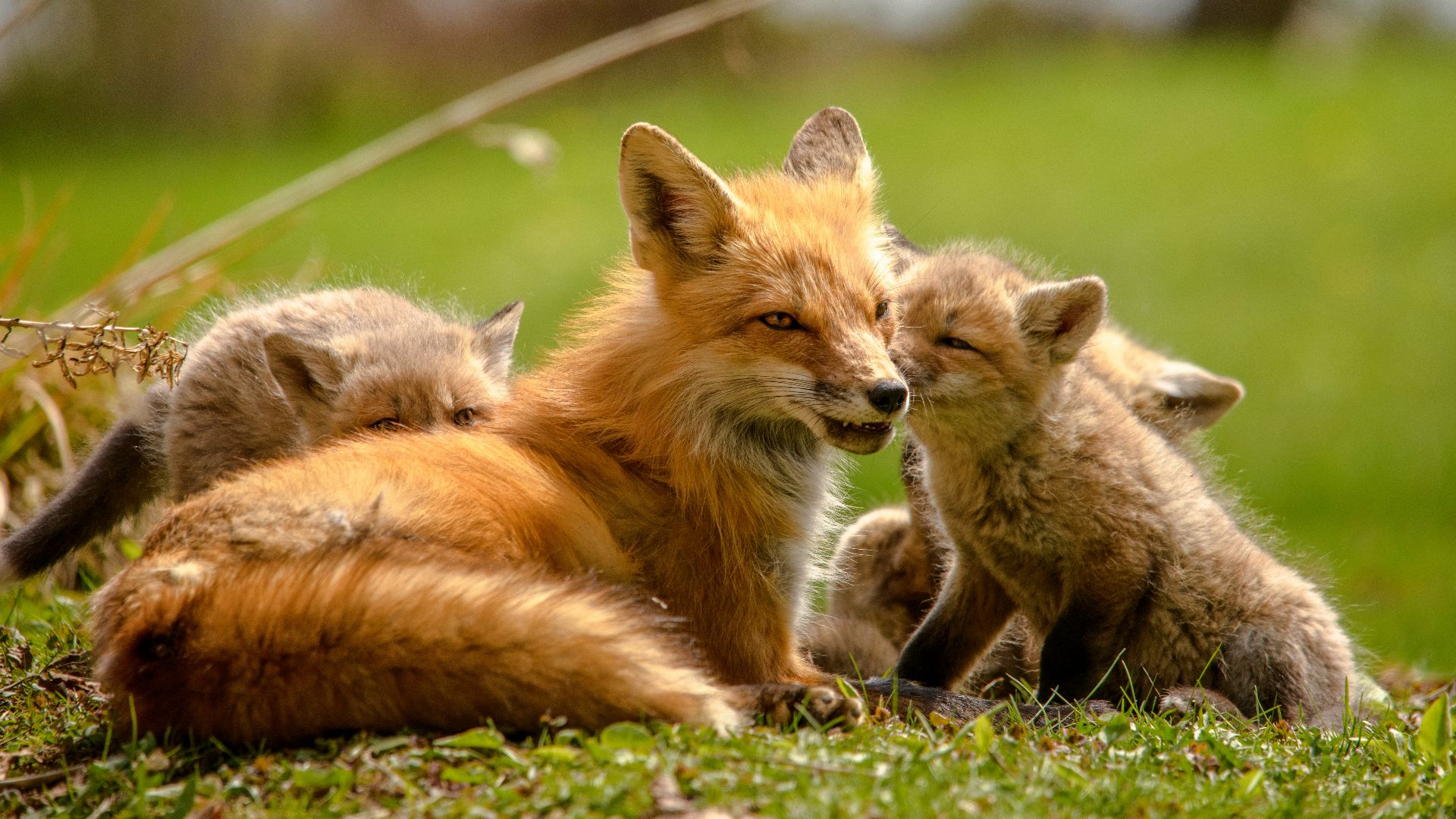 orange fox lying on green grass during daytime