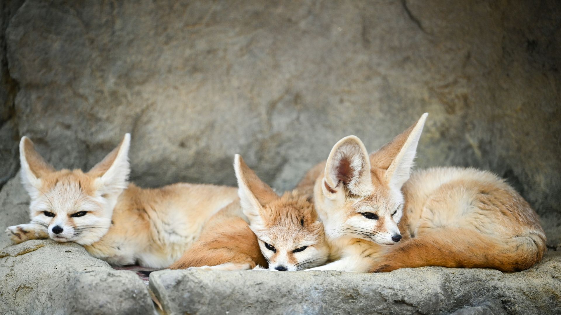 a couple of foxes laying on top of a rock