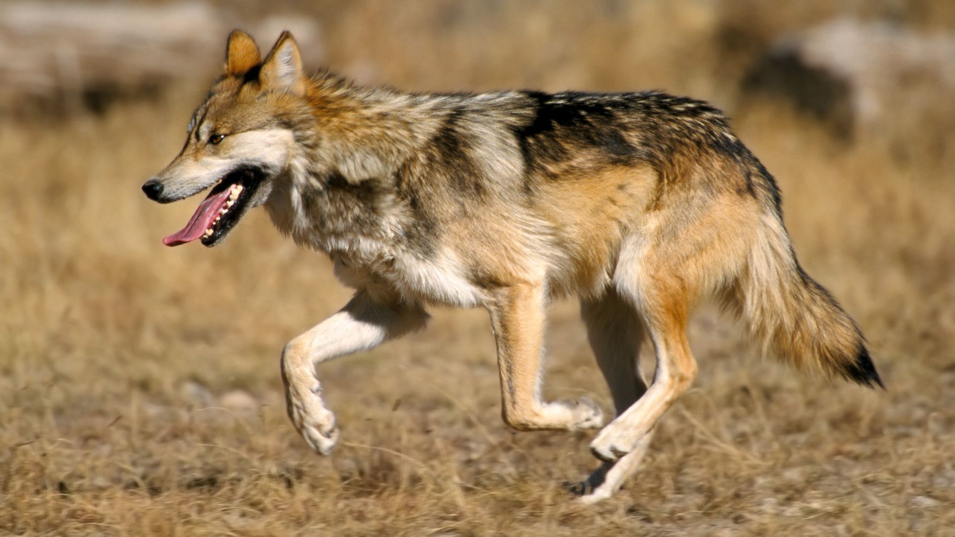 File:Mexican Wolf 2 yfb-edit 1.jpg - Wikipedia