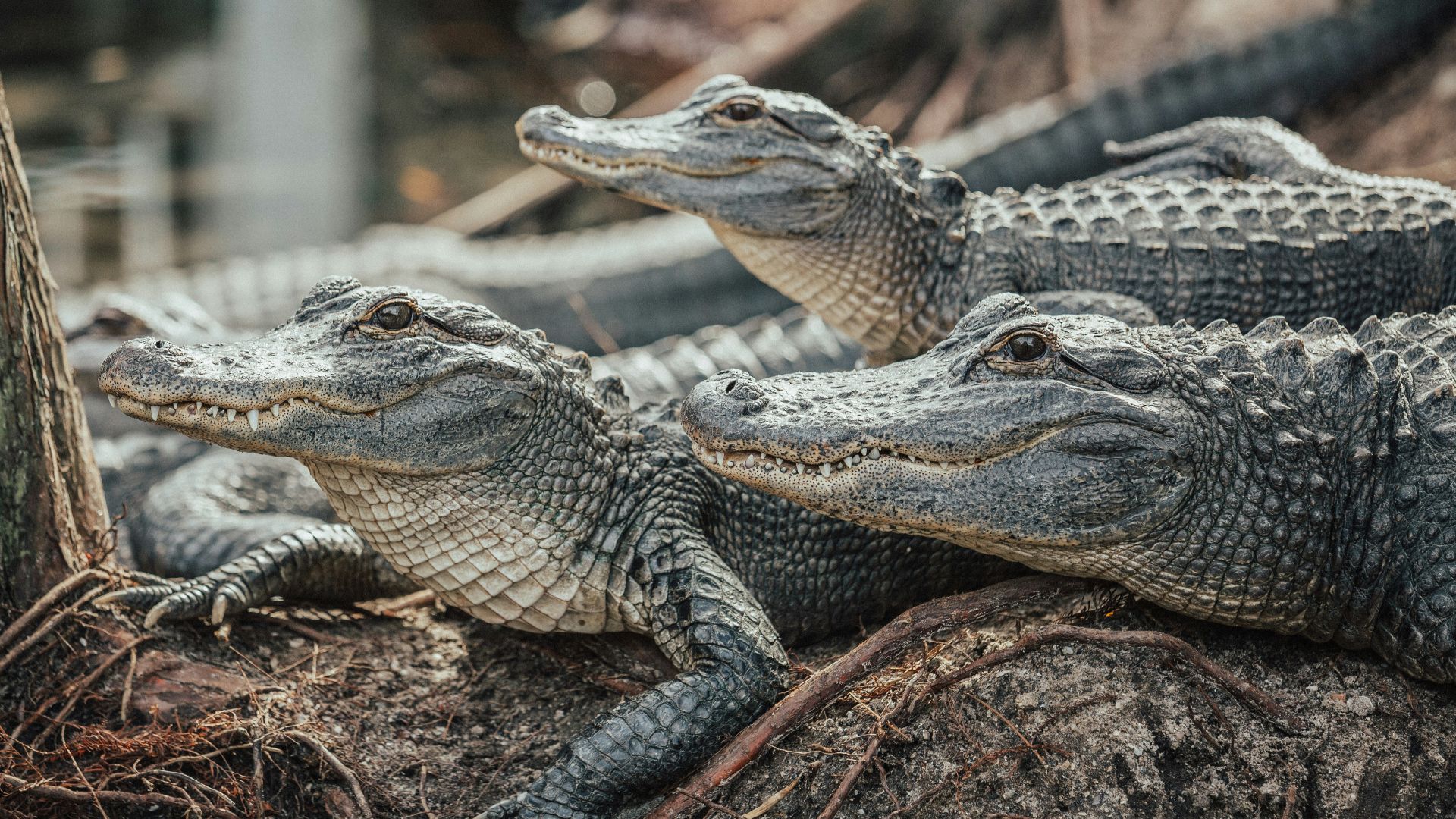 crocodiles on brown soil
