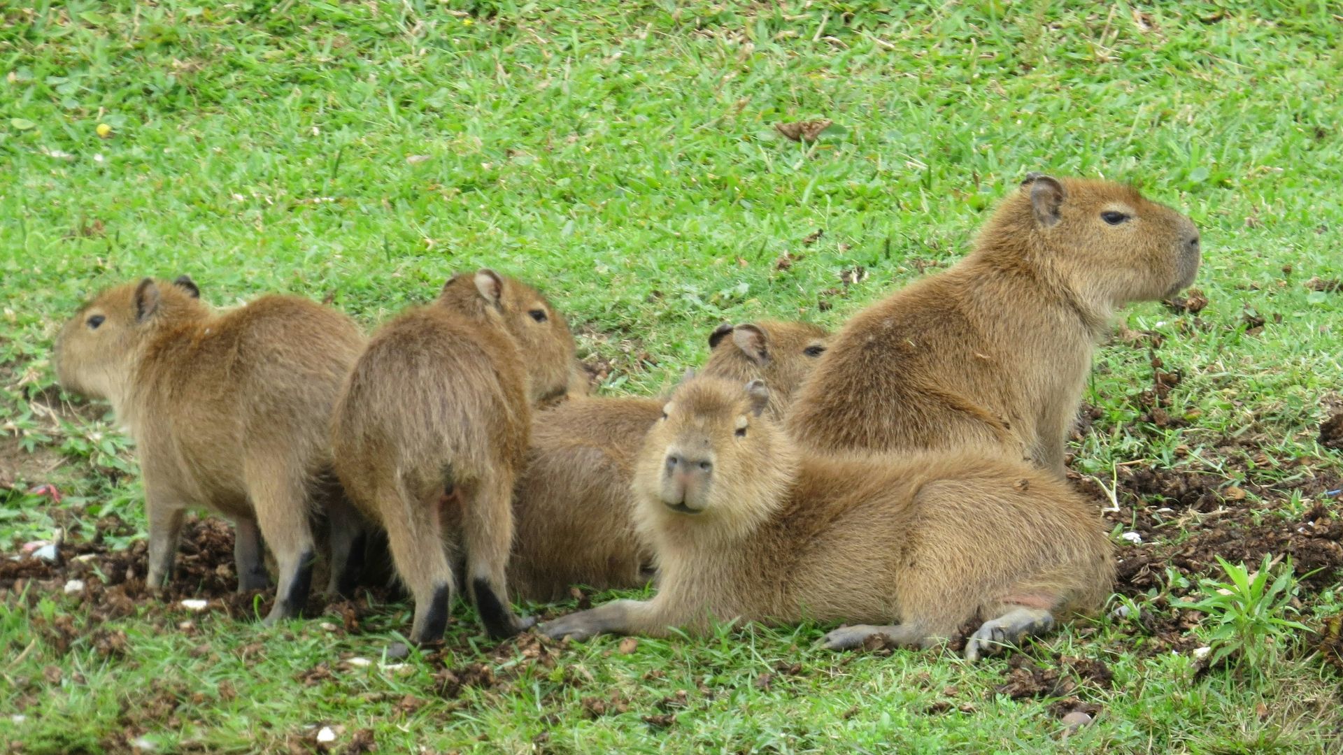 brown lion and lioness on green grass field during daytime