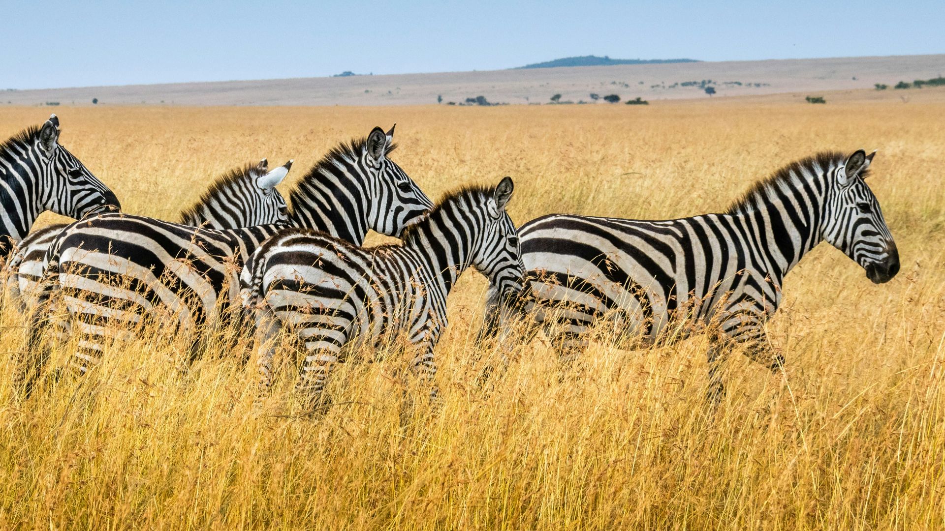 group of zebra walking on wheat field
