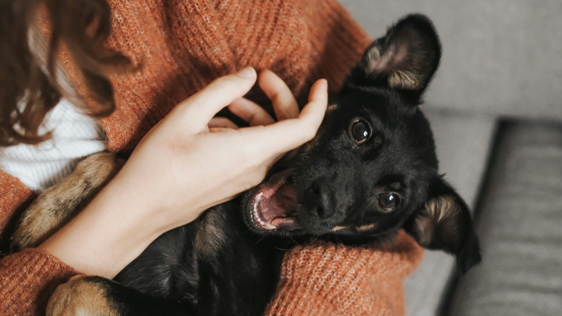 black short coat small dog